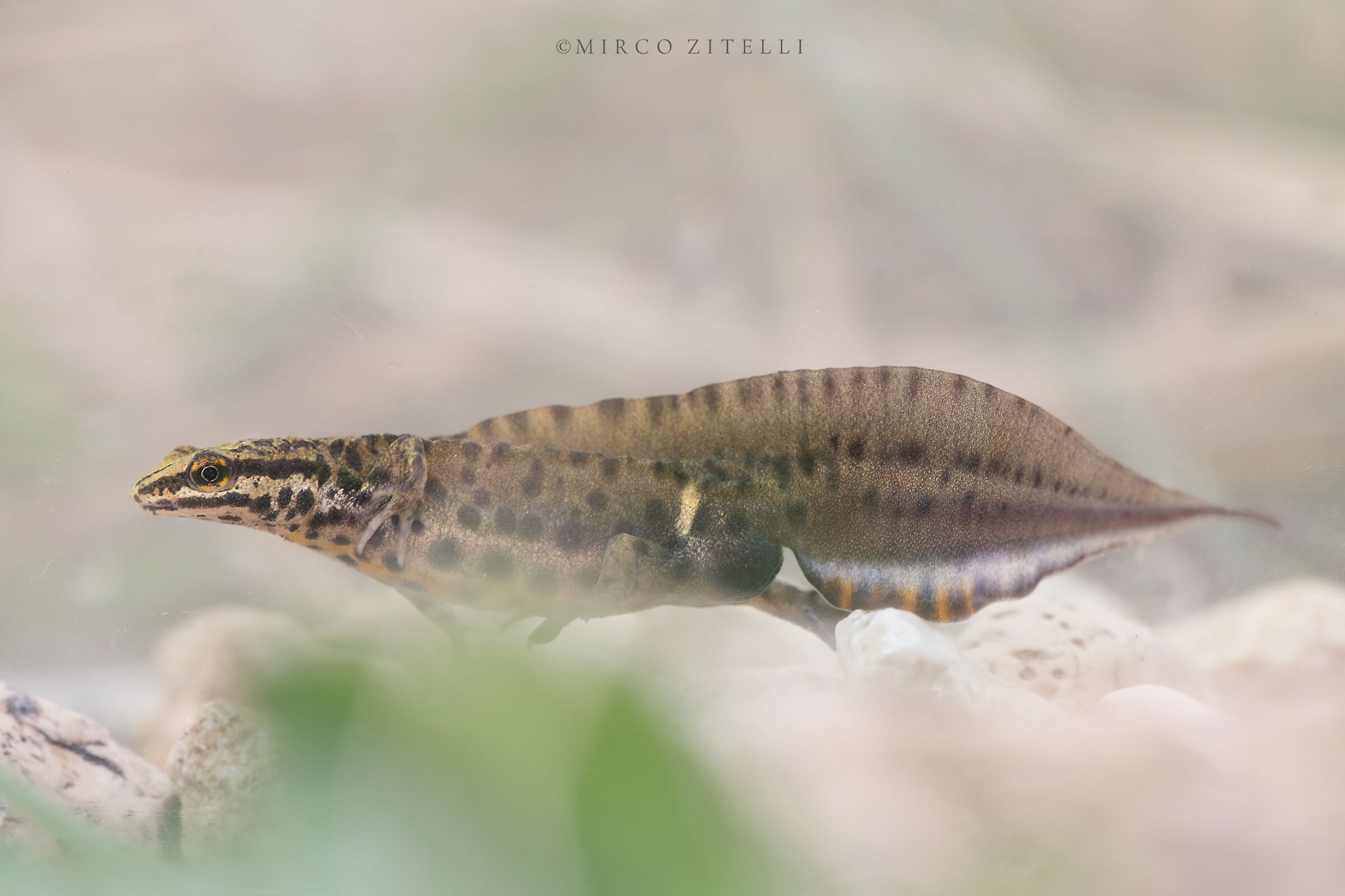 Dotted Newt (Triturus vulgaris-male)