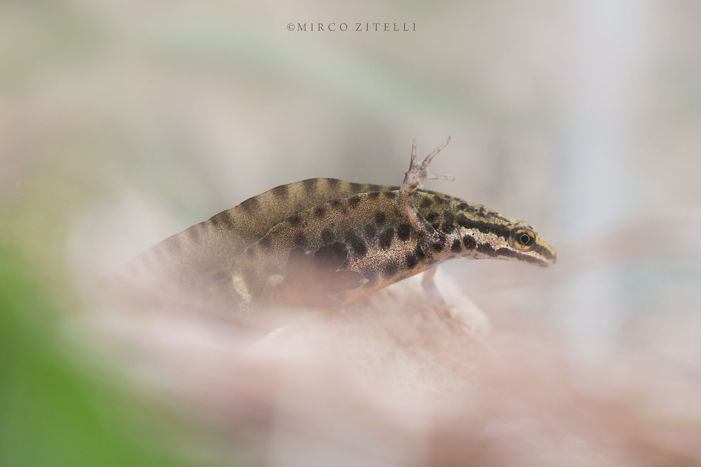 Dotted Newt (Triturus vulgaris-male)