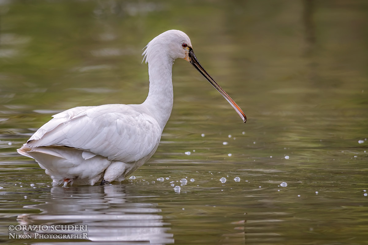 platalea leucorodia