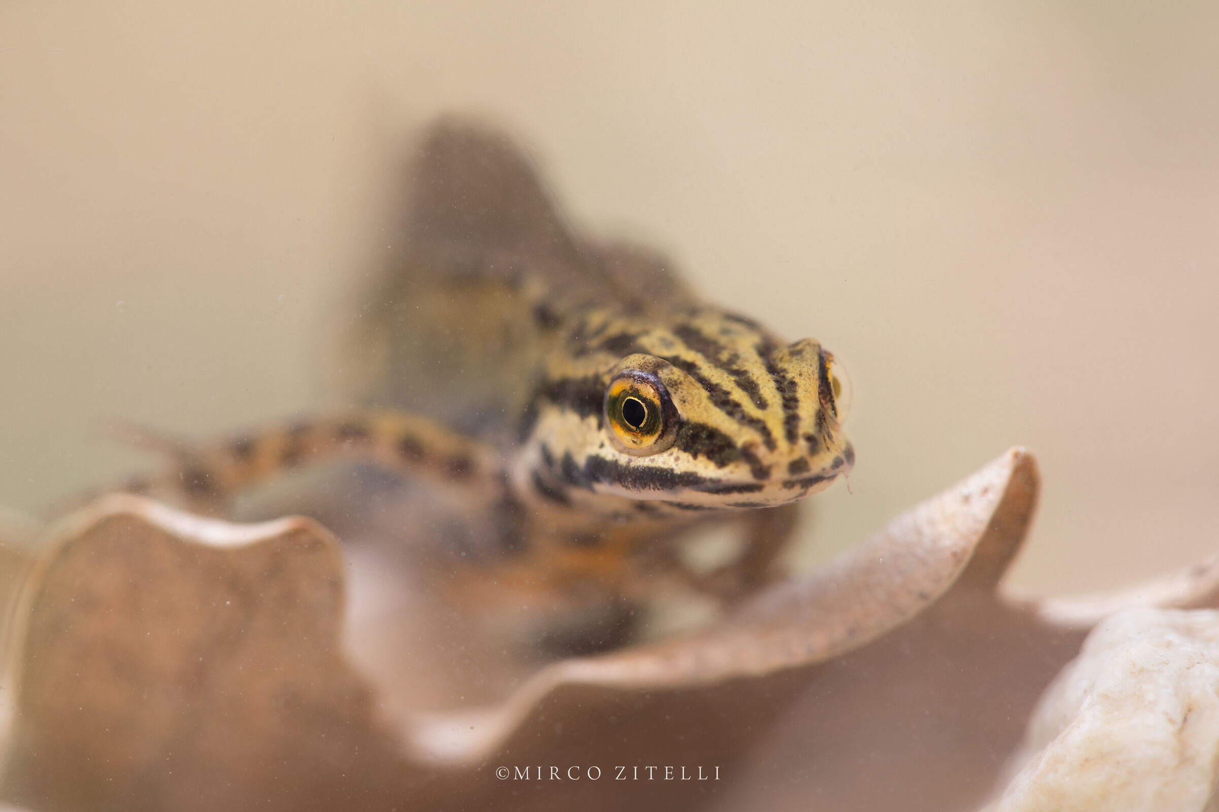 Dotted Newt (Triturus vulgaris-male)