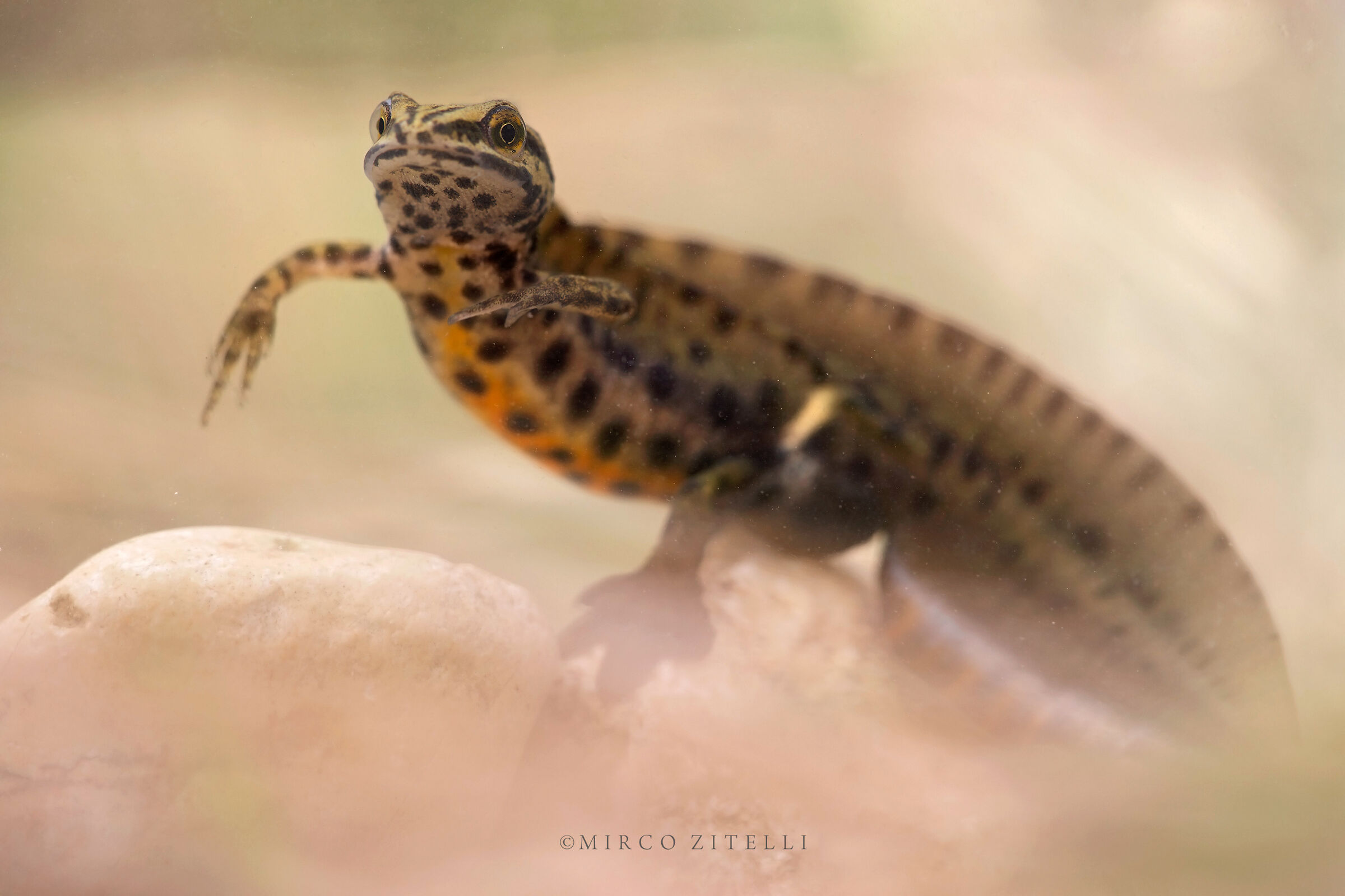 Dotted Newt (Triturus vulgaris-male)