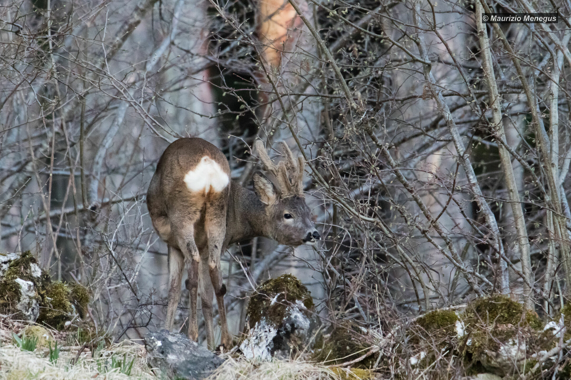 Male Roe deer enjoying the gems.