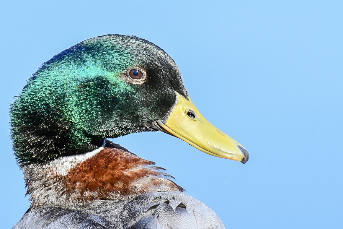 Mallard
