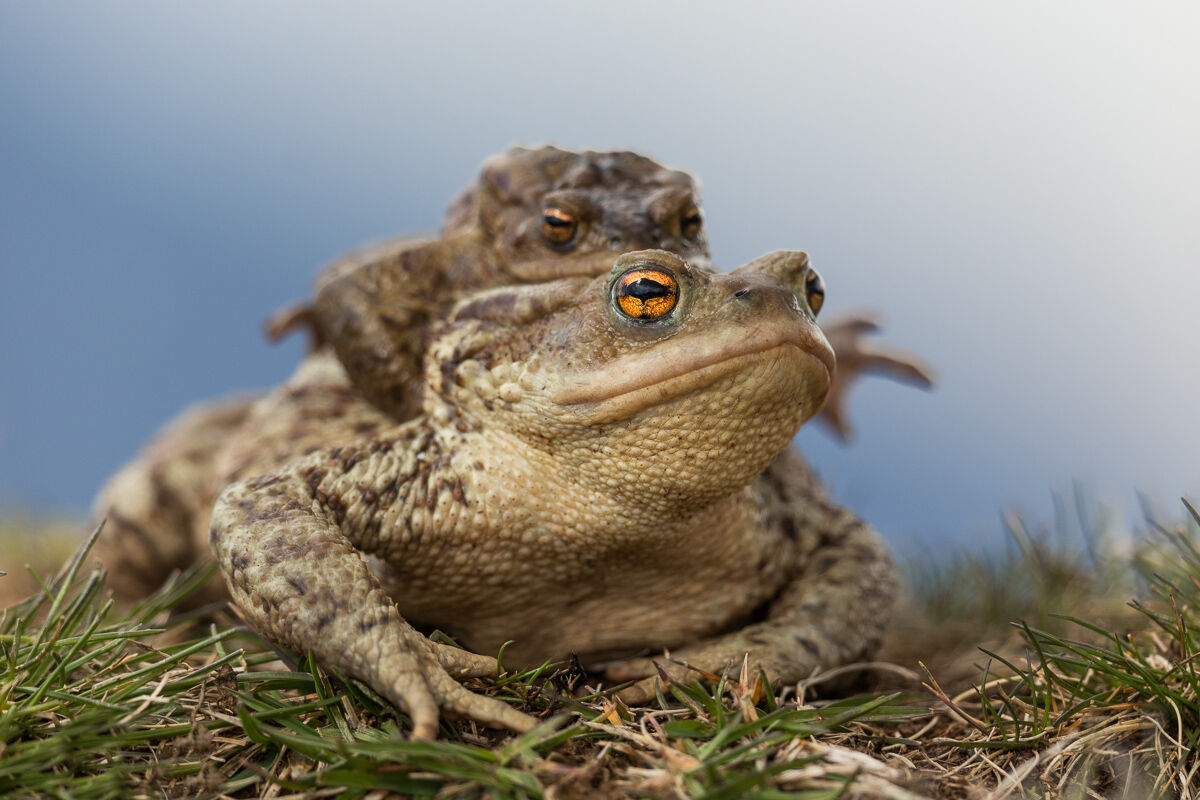 Common Toad, on his way to the puddle...