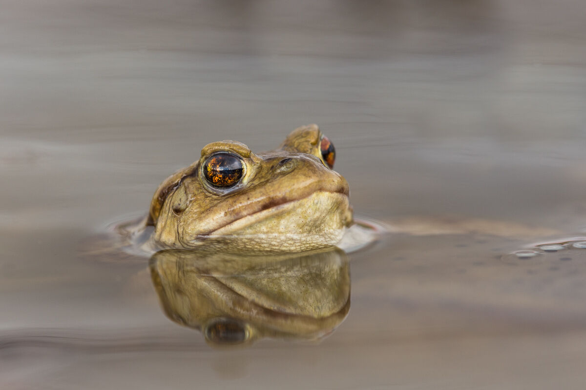 Common Toad (Bufo Bufo) in the water for reproduction.