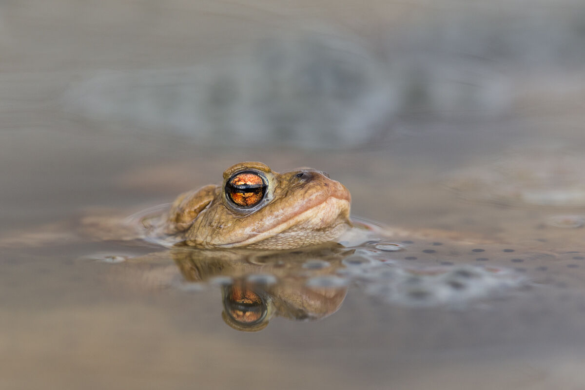 Common Toad (Bufo Bufo) in the water for reproduction.