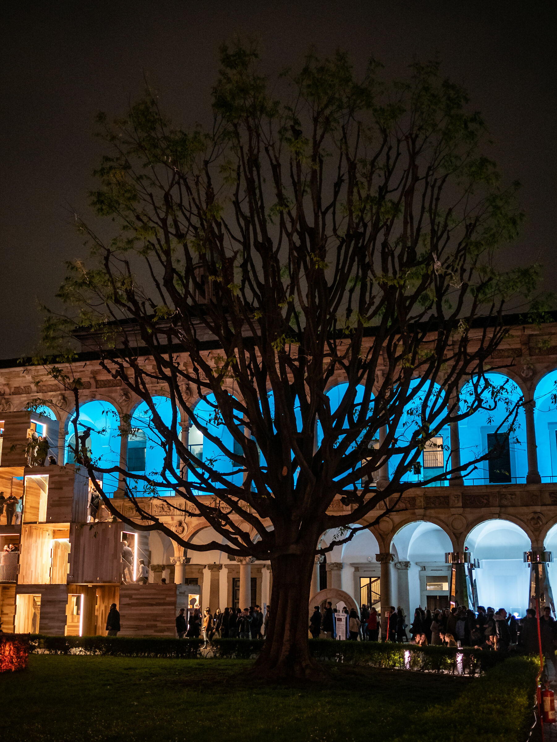 Tree-Milan State University