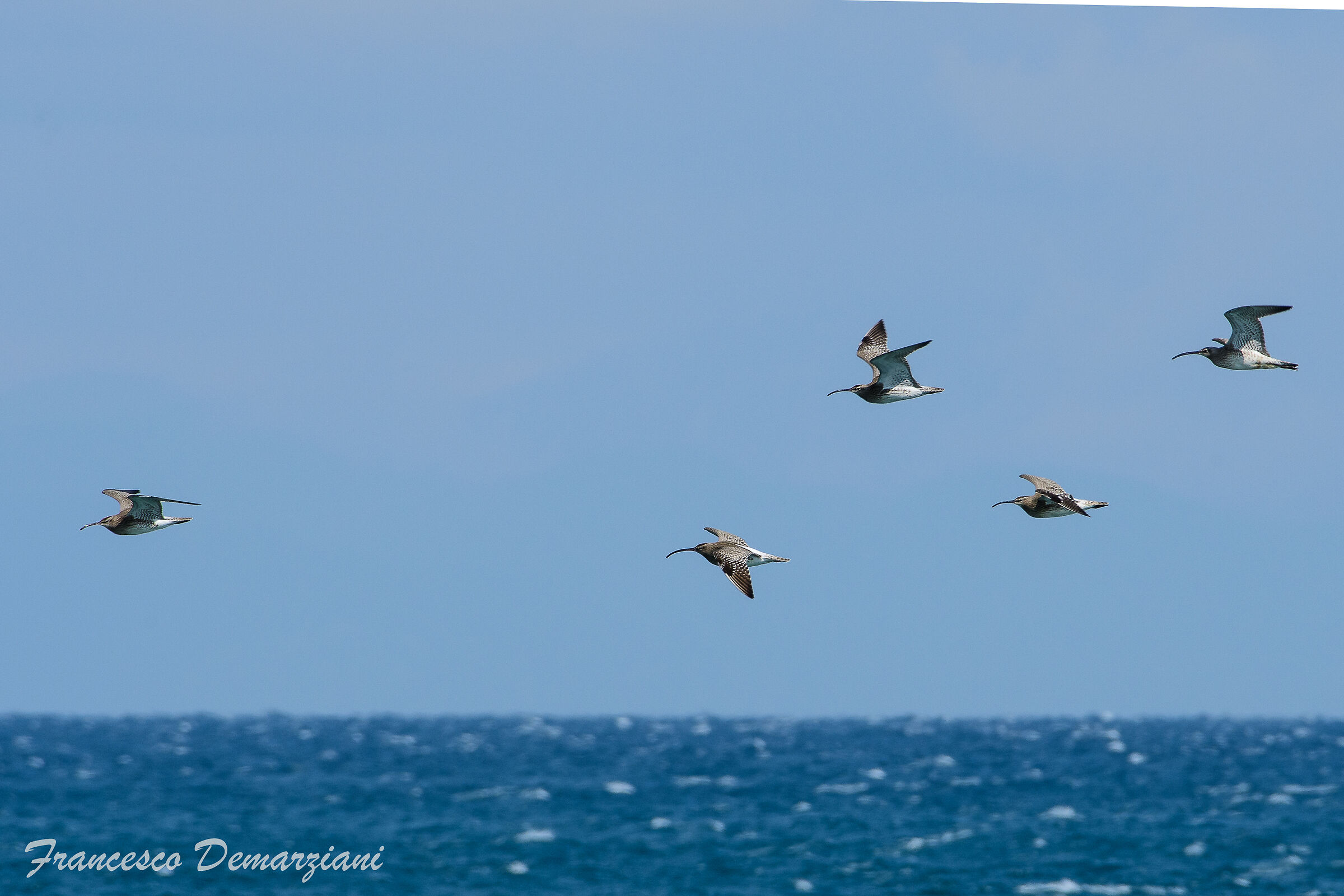 Chiurli in flight on the Ligurian Sea in Quiliano (SV)