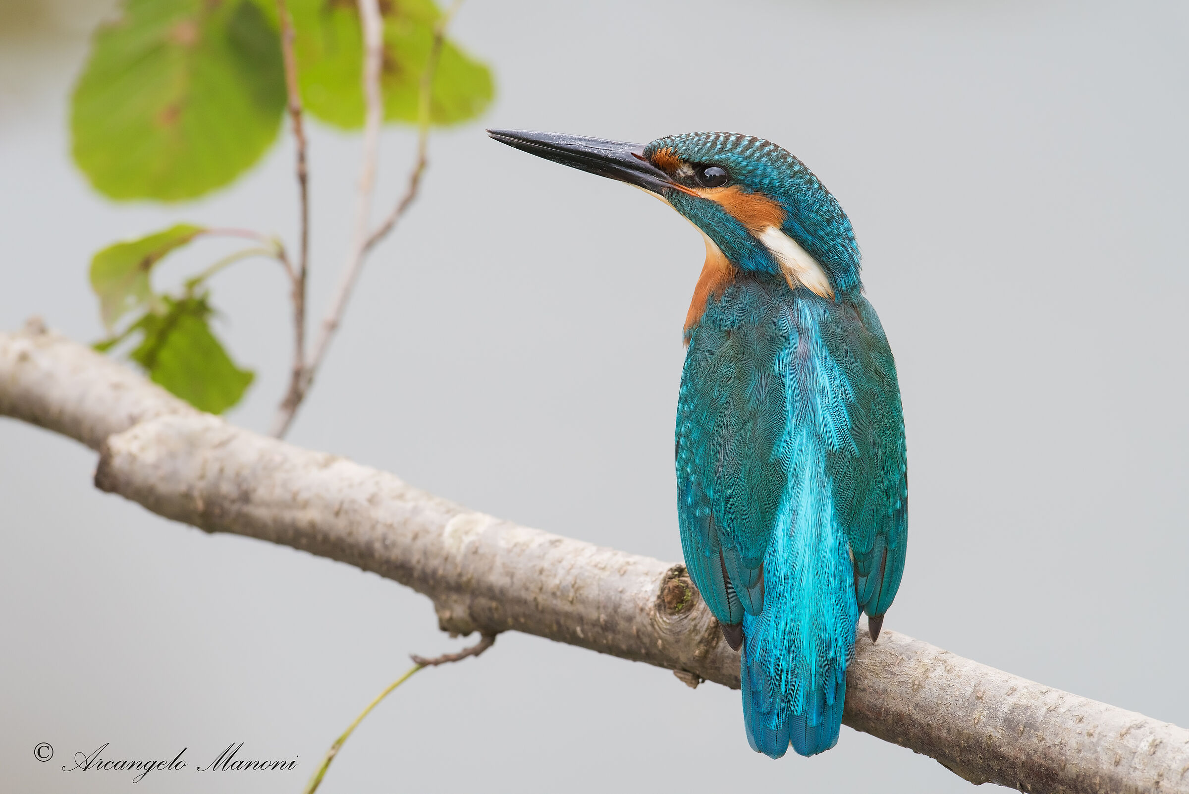 Profile of a Martino on the water flare