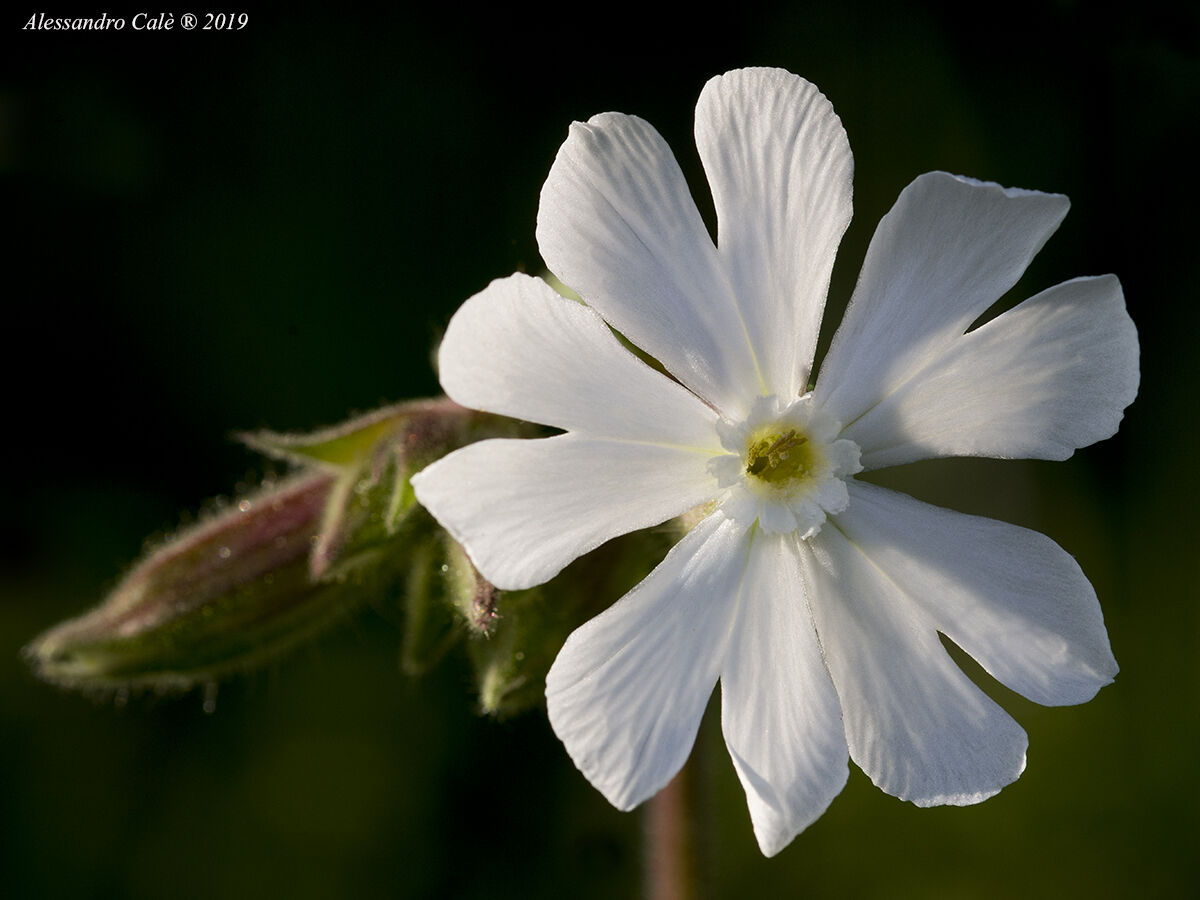 Silene alba (white Silene) 9345