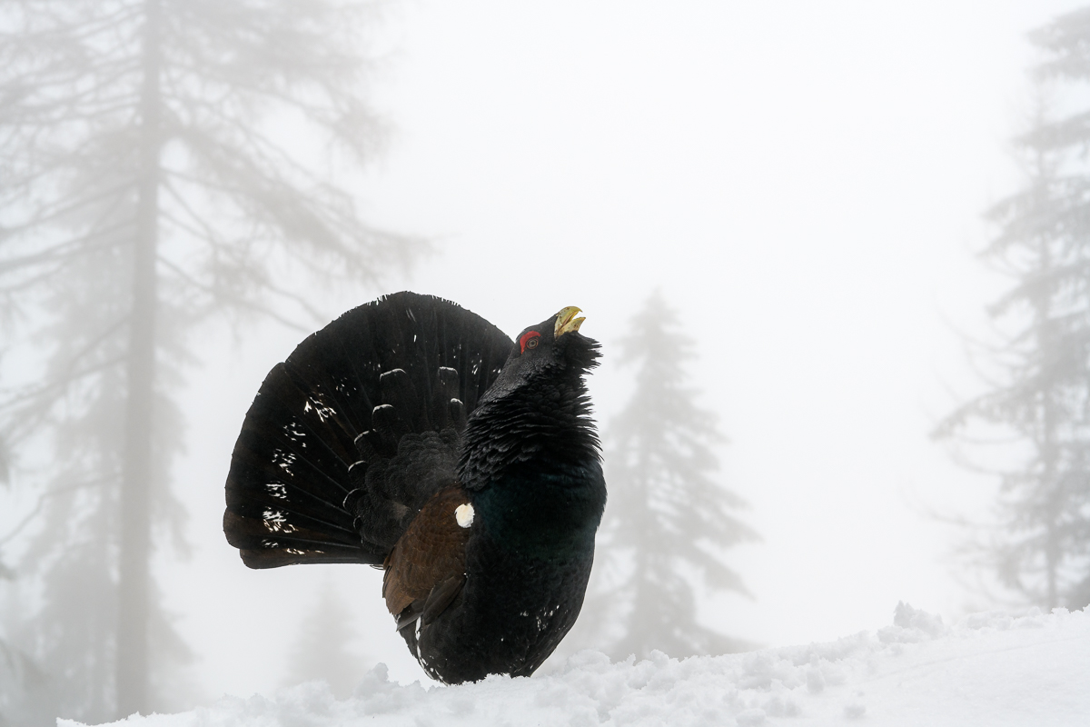 gallo cedrone nella nebbia