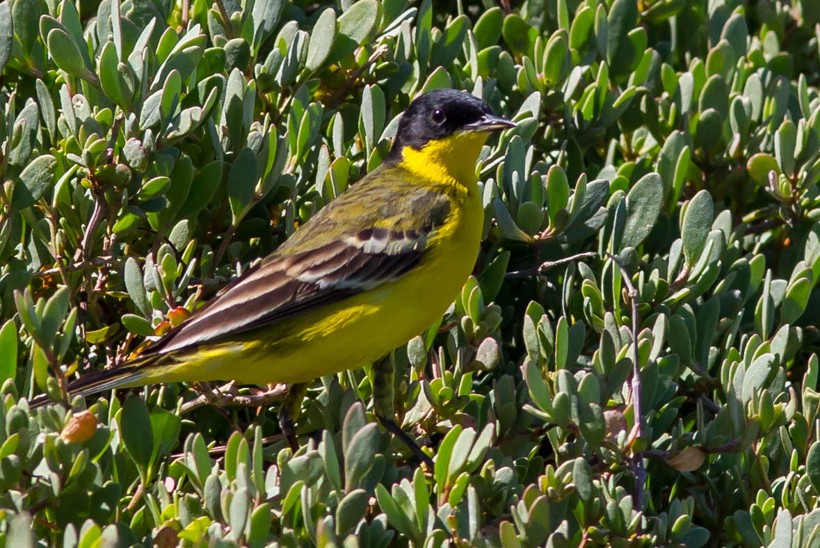 Yellow Wagtail