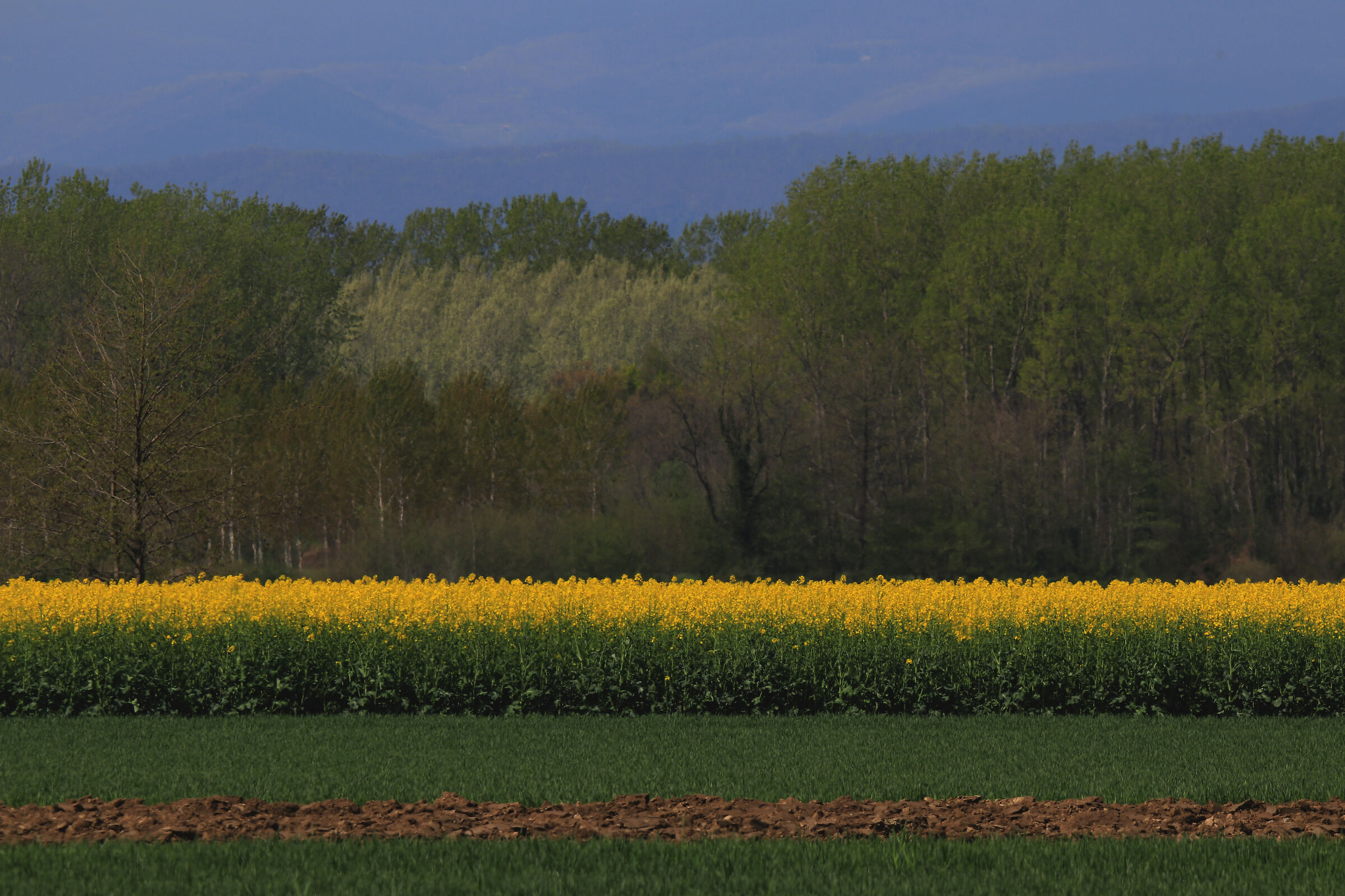 I colori della terra