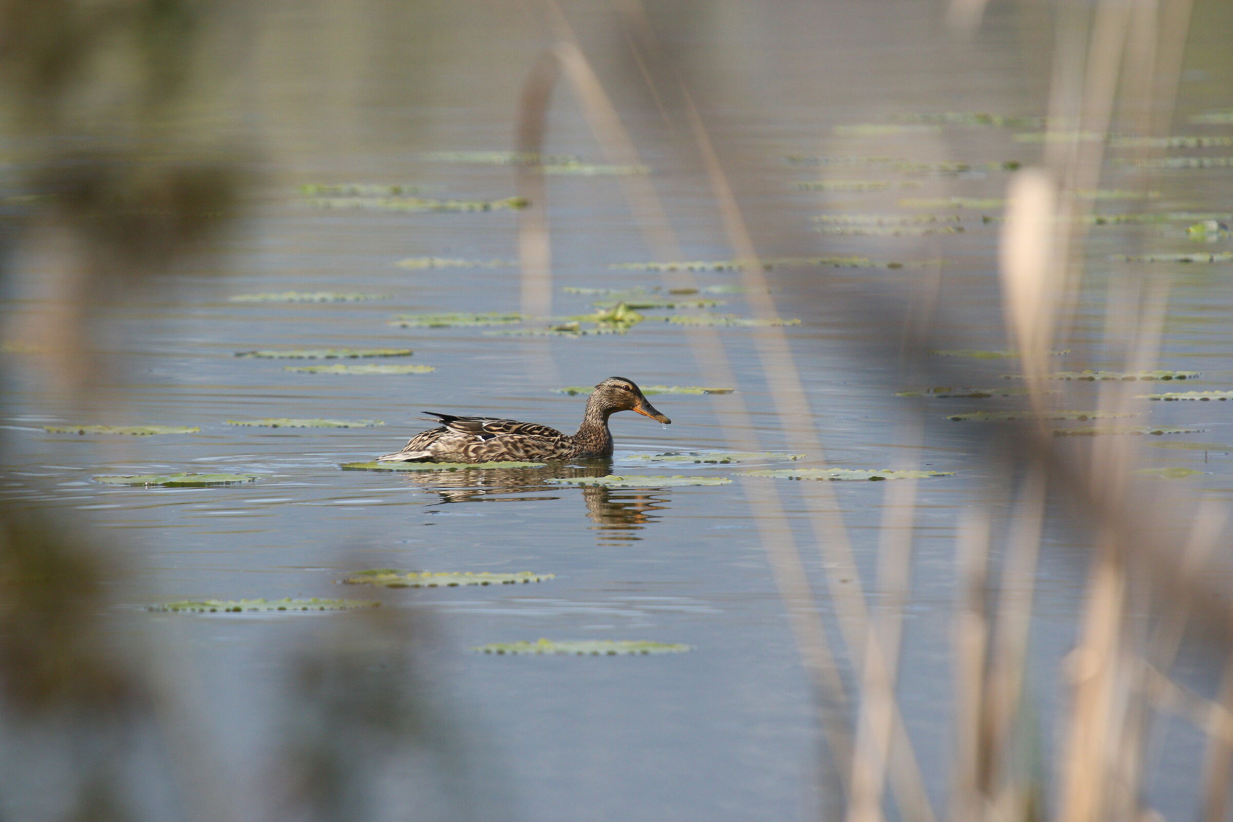 Mallard Female