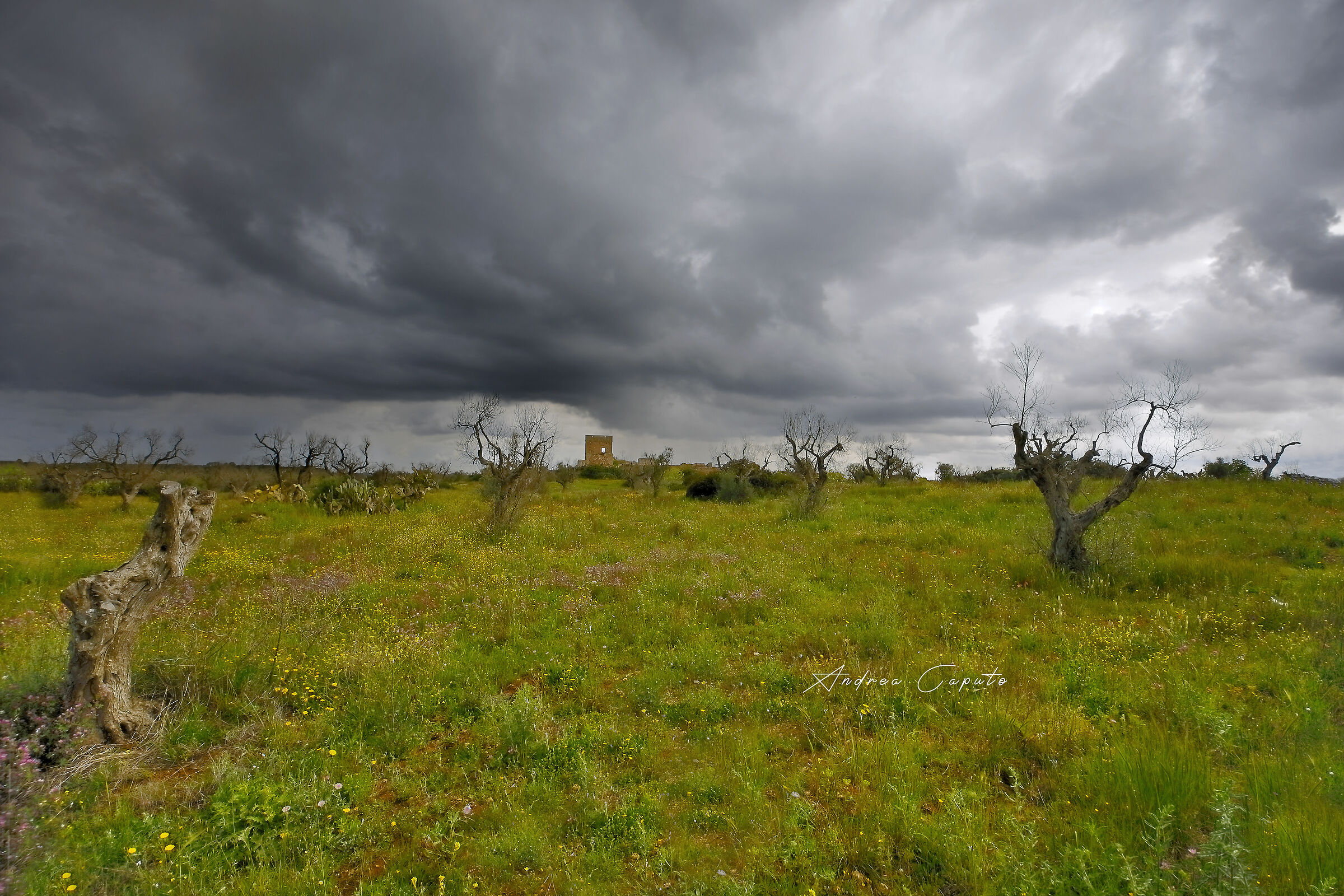 The Cemetery of Olives