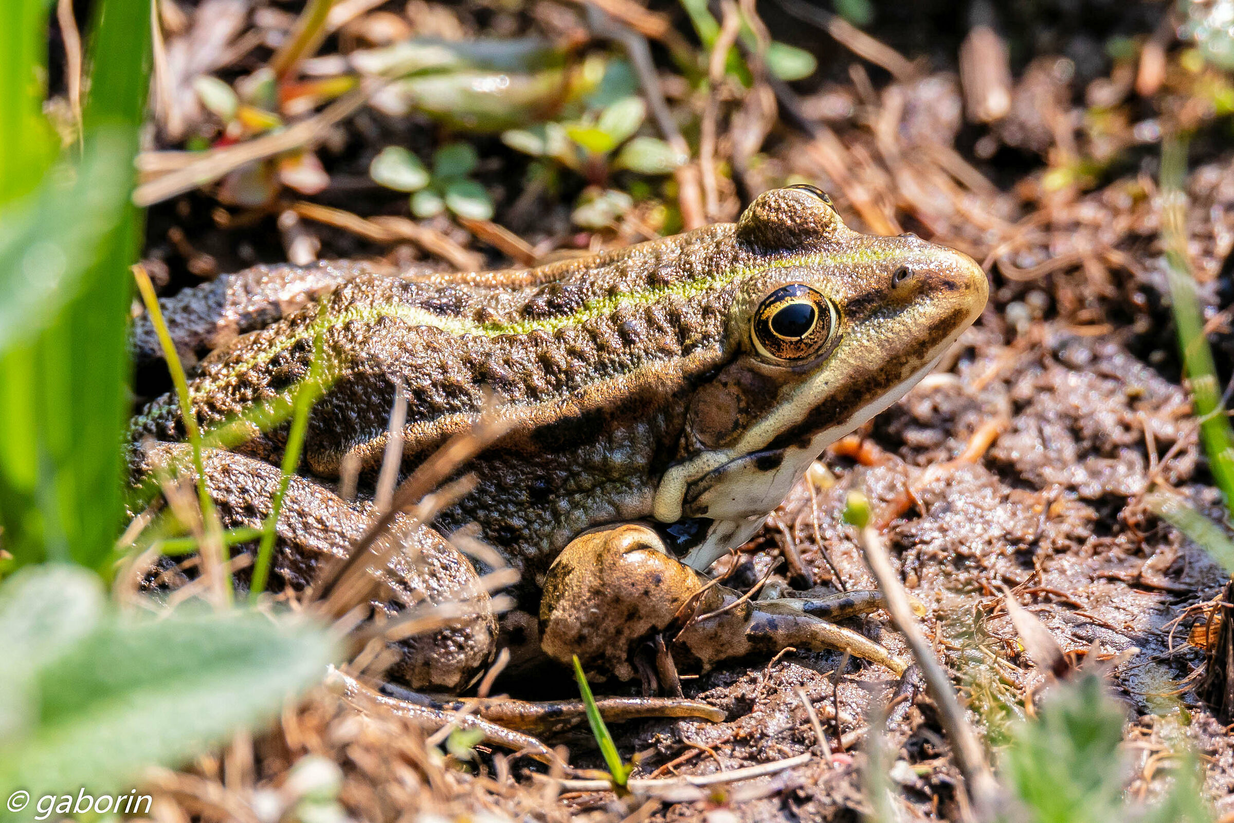 rana verde balcanica