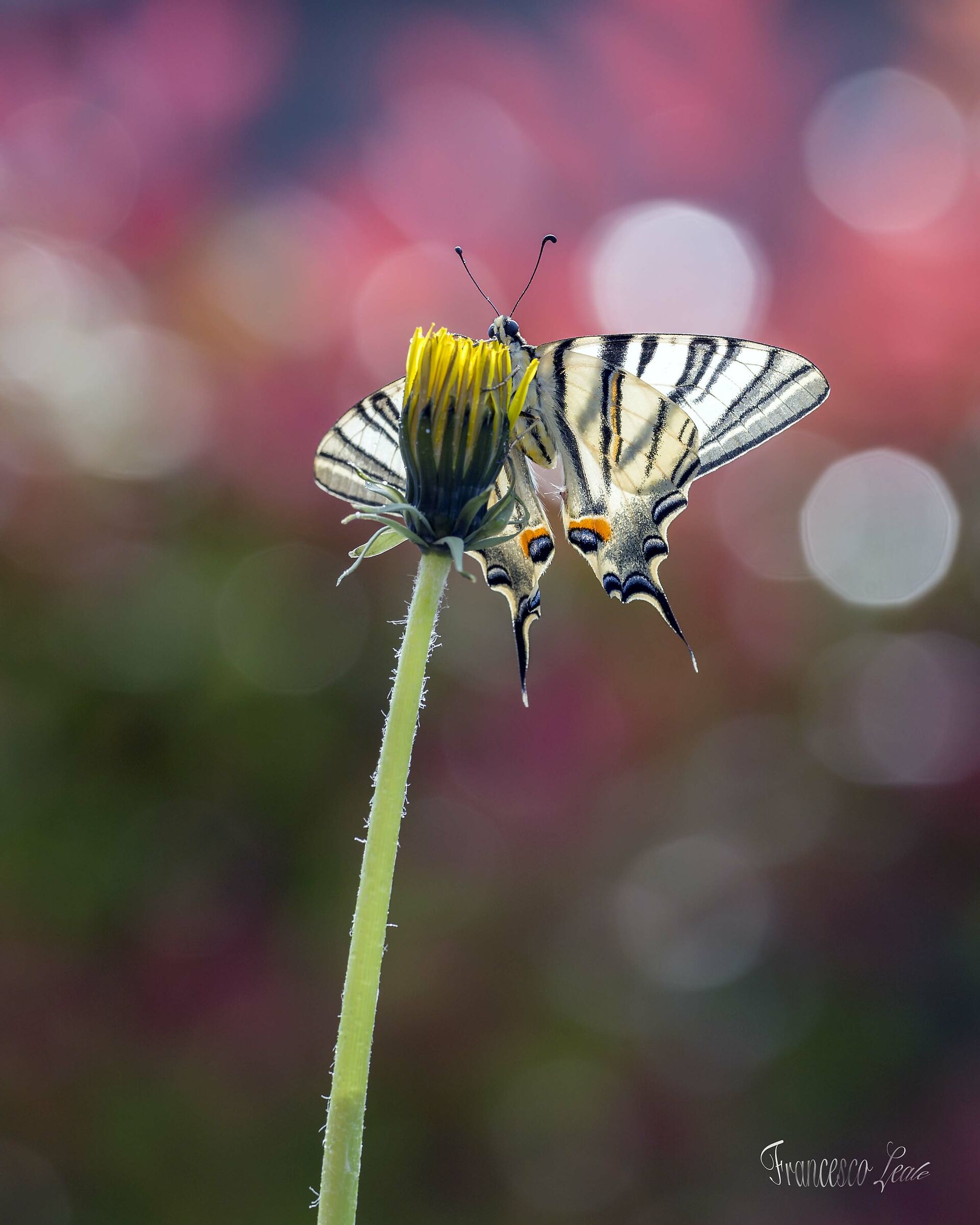 Iphiclide Podalirius