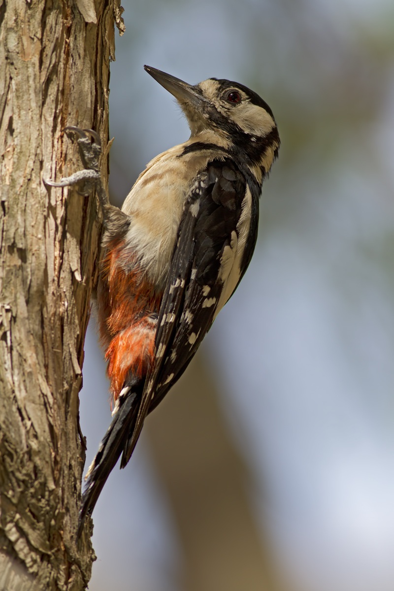 Picchio rosso maggiore fem.