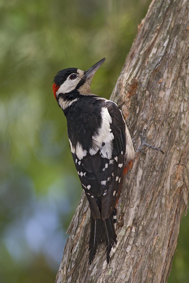 Picchio rosso maggiore maschio