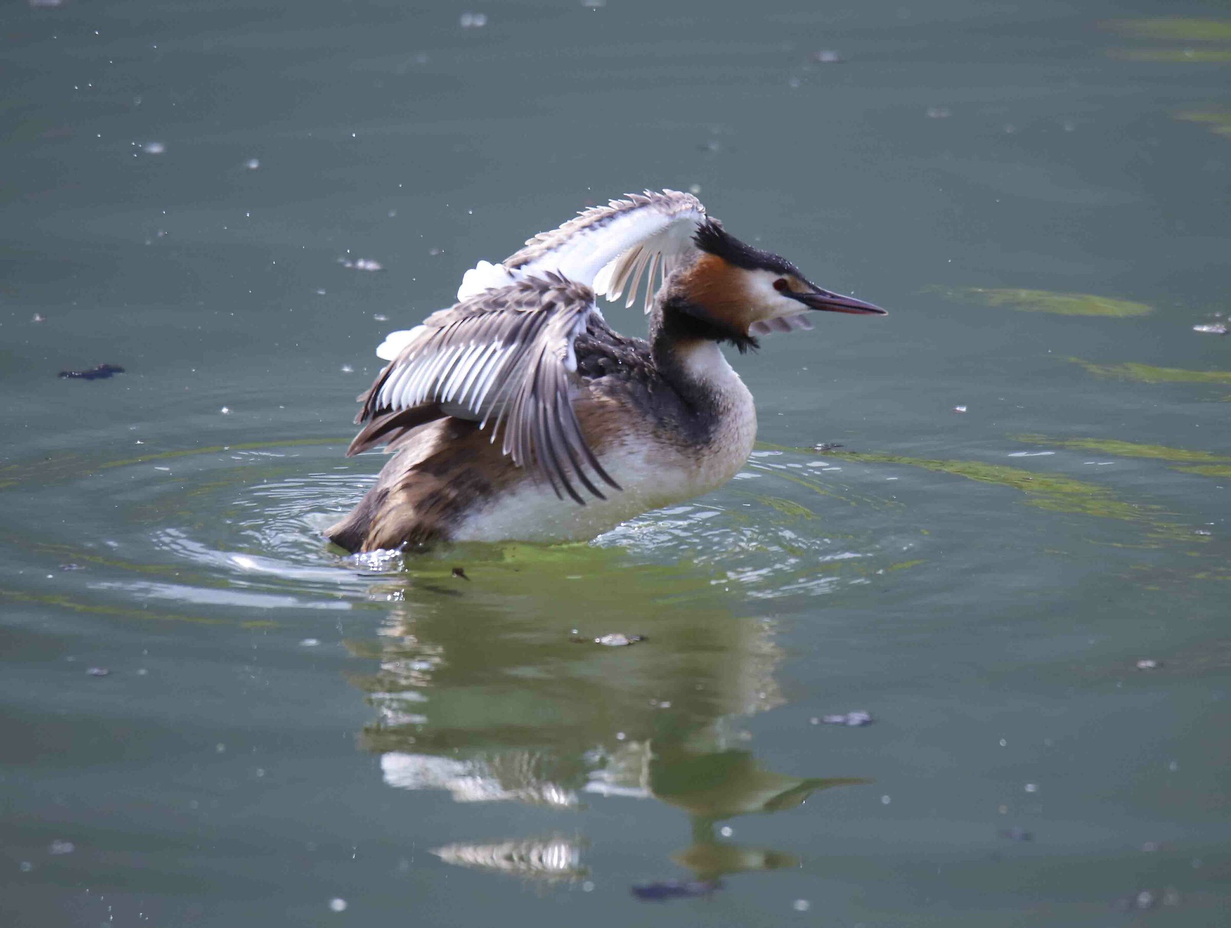 Grebe