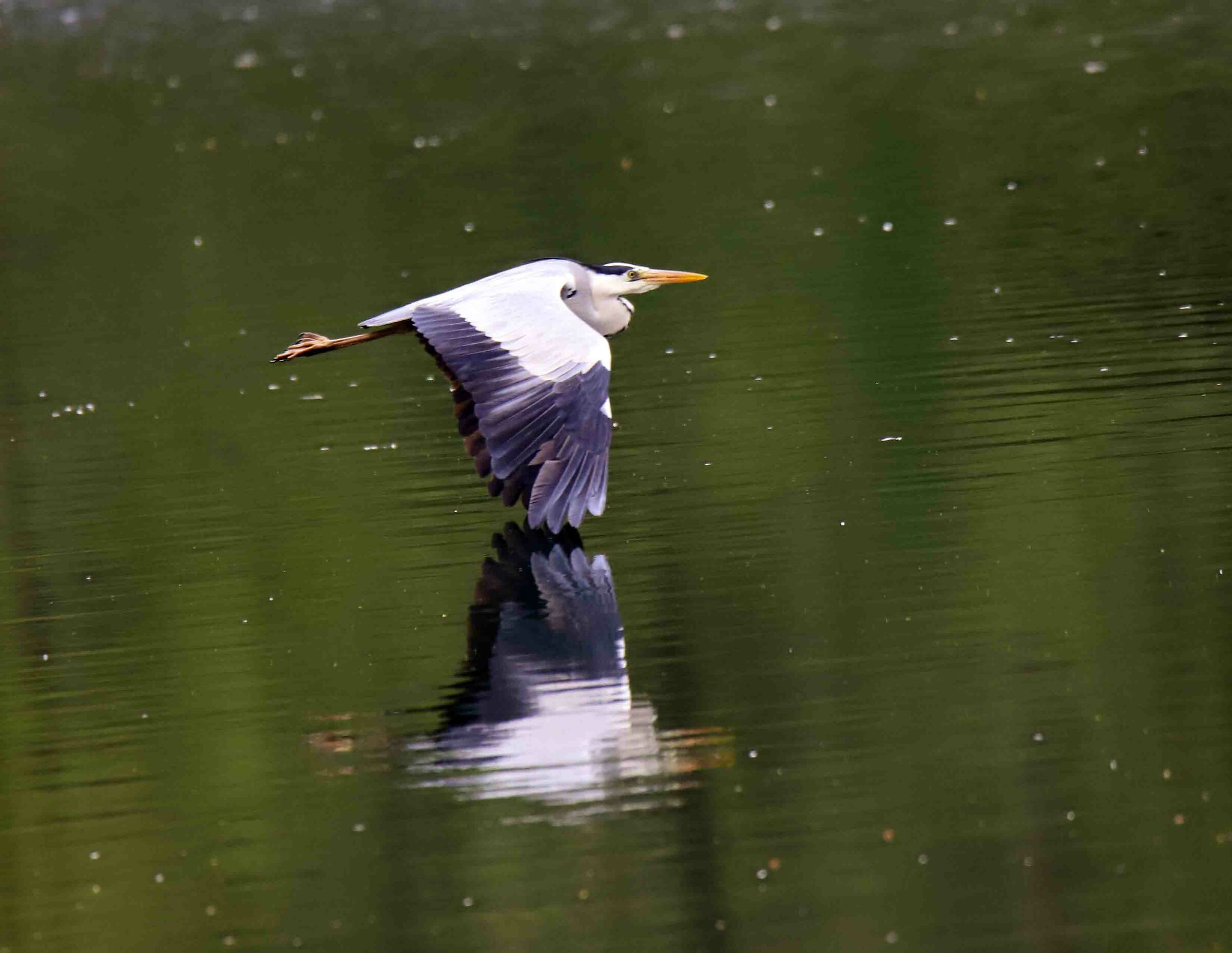 Airone cenerino a Gudo