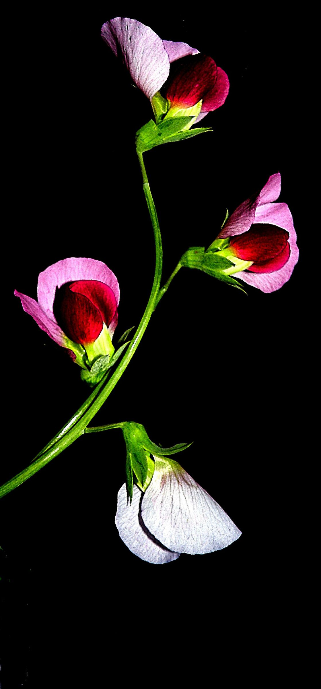 Pisello selvatico