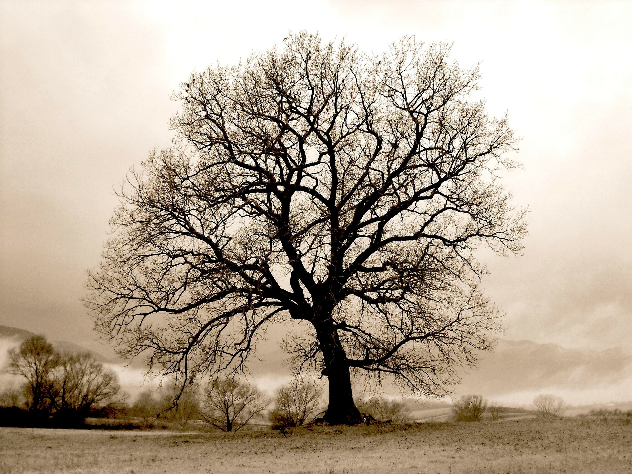Quercia