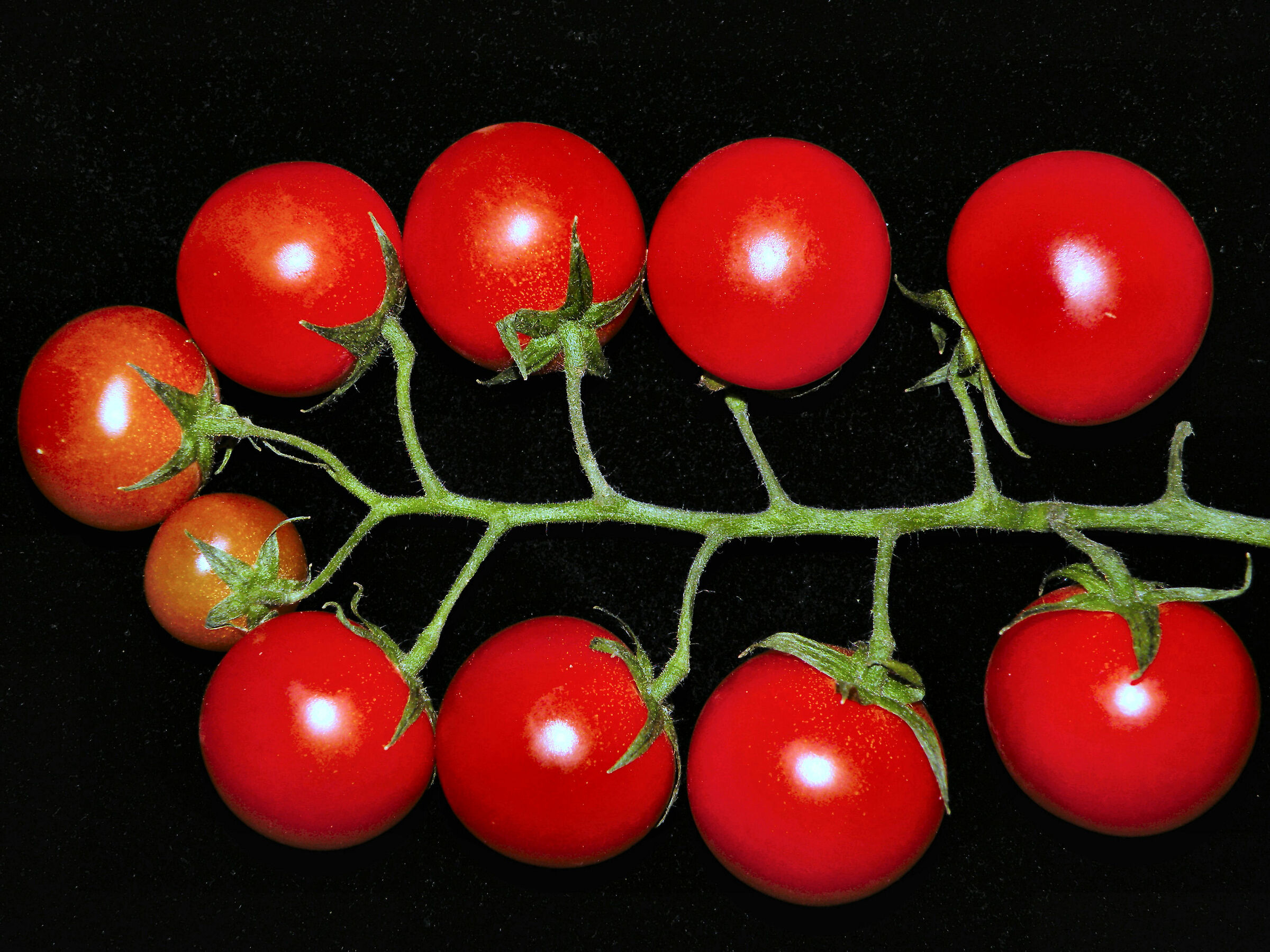 Pomodori