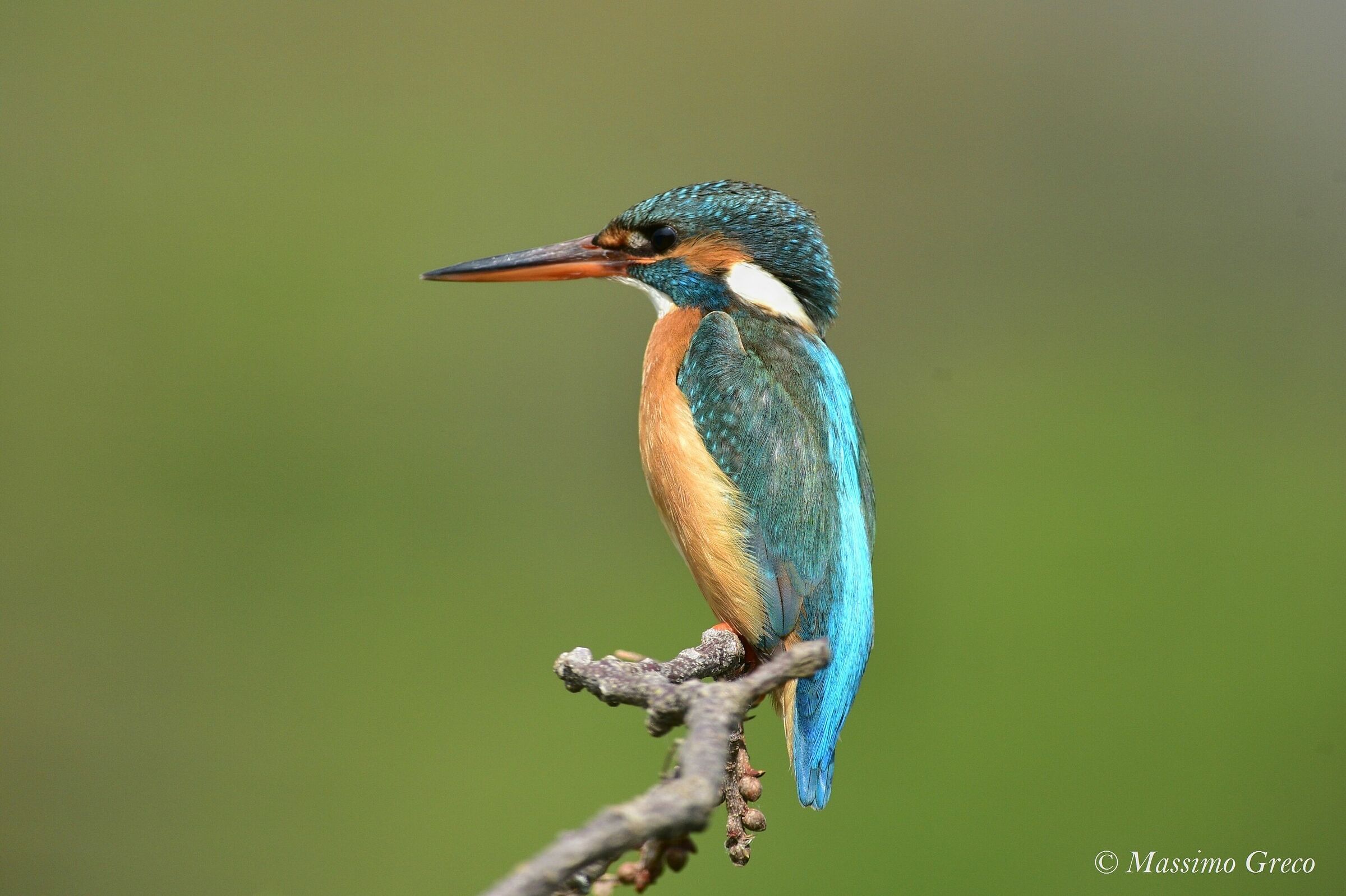 Female Kingfisher