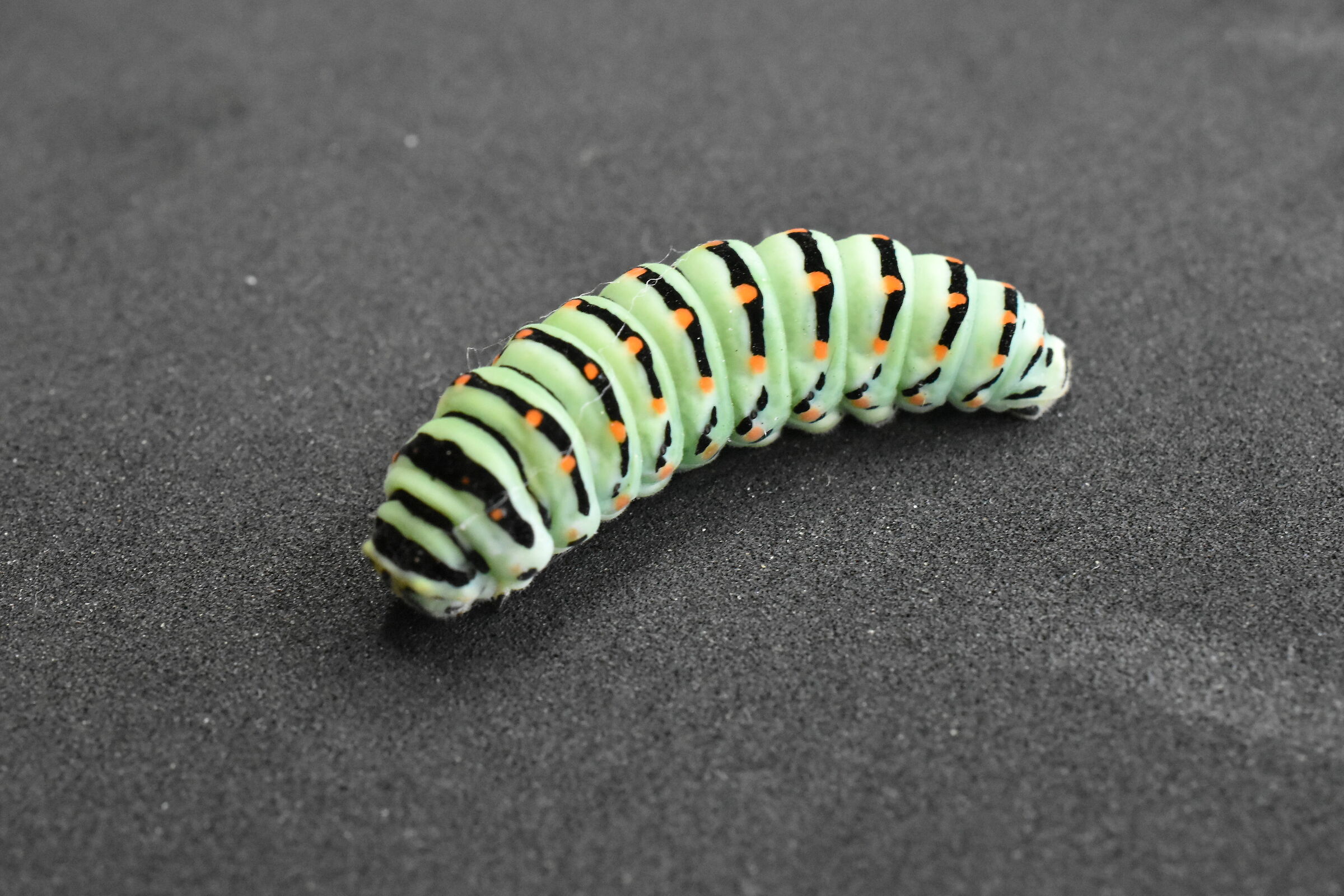 THE CATERPILLAR