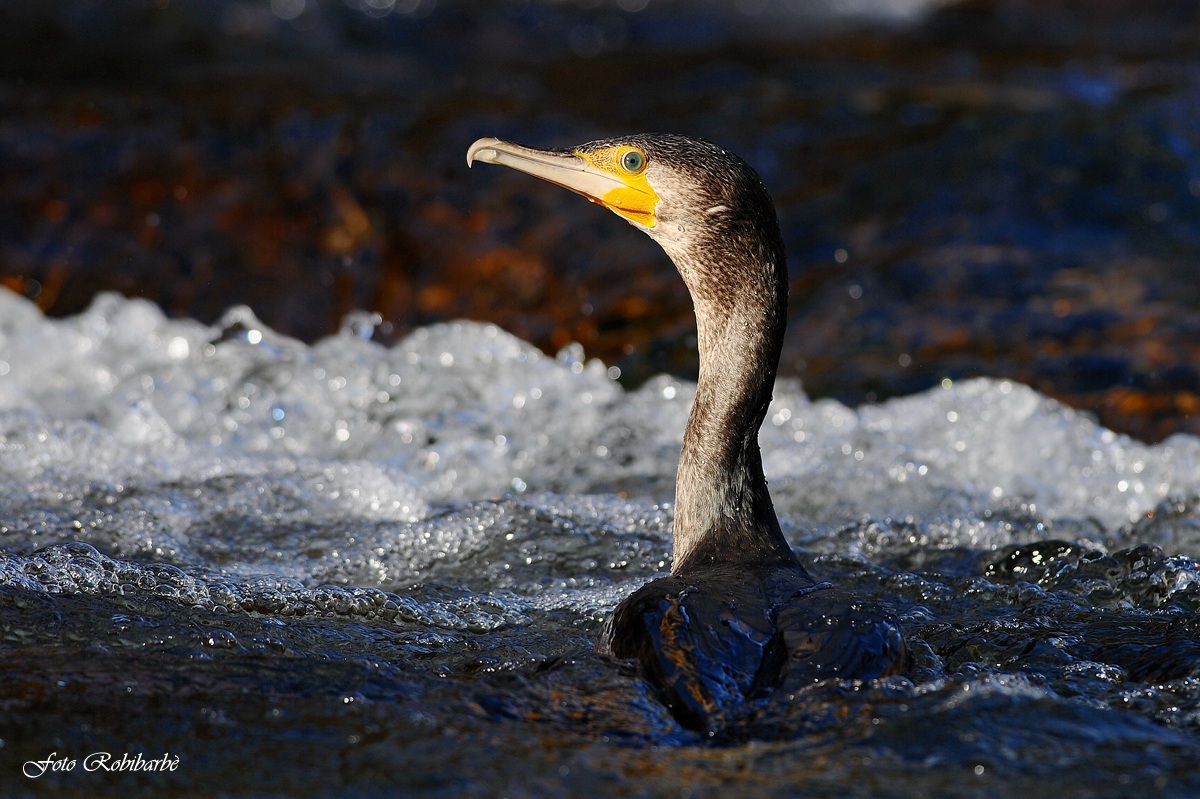Cormorano...in rafting....