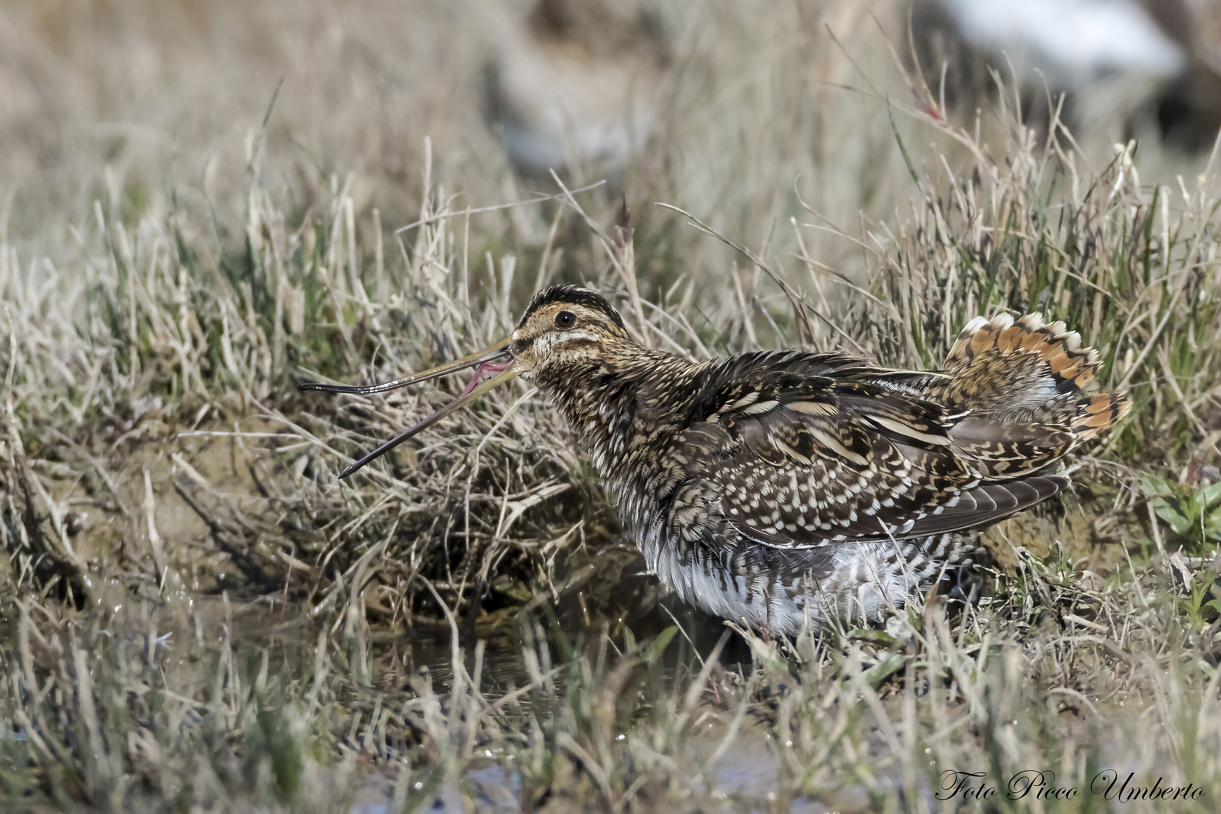 Snipe undergoing stretching