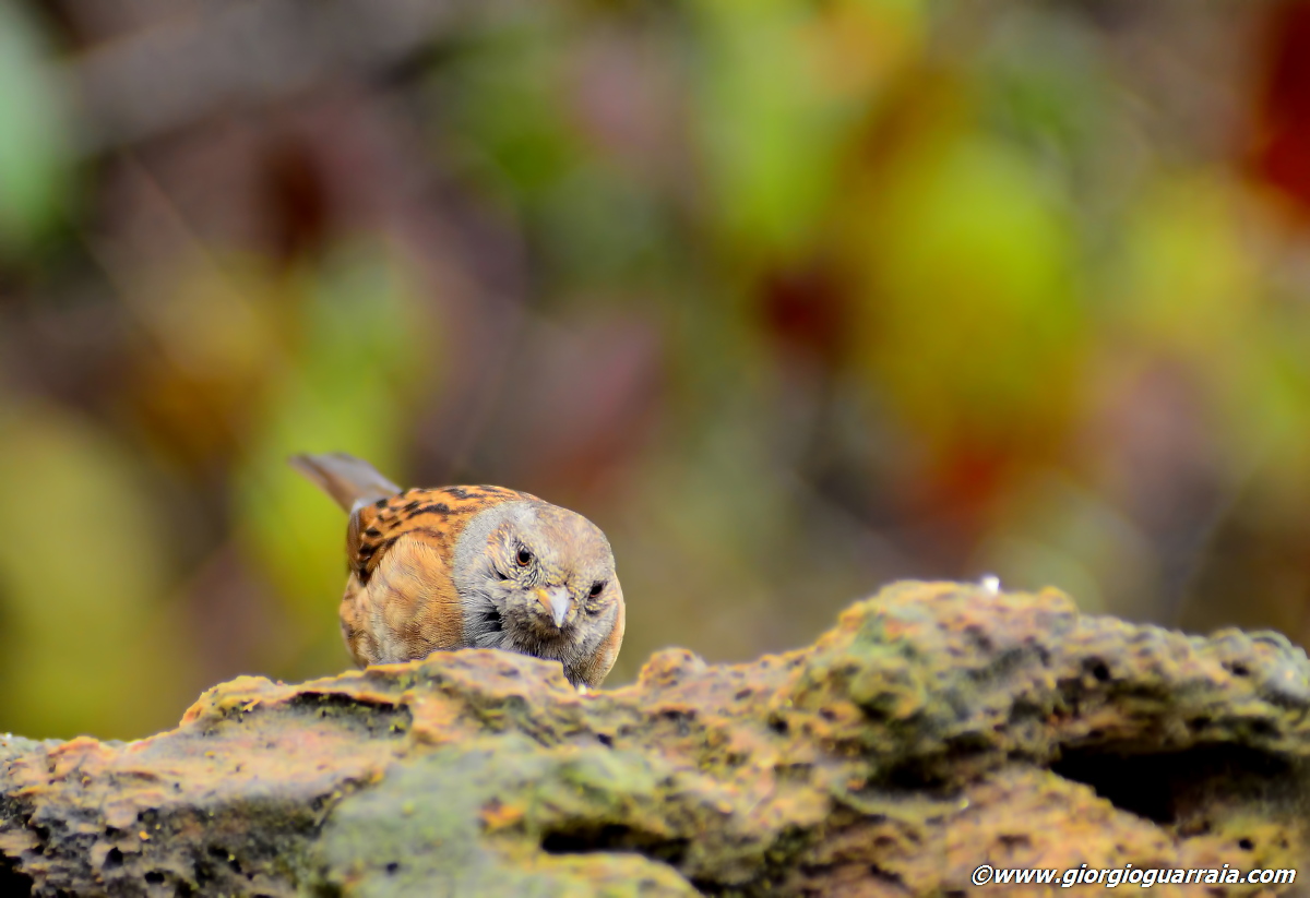 Scopaiola in techninolor