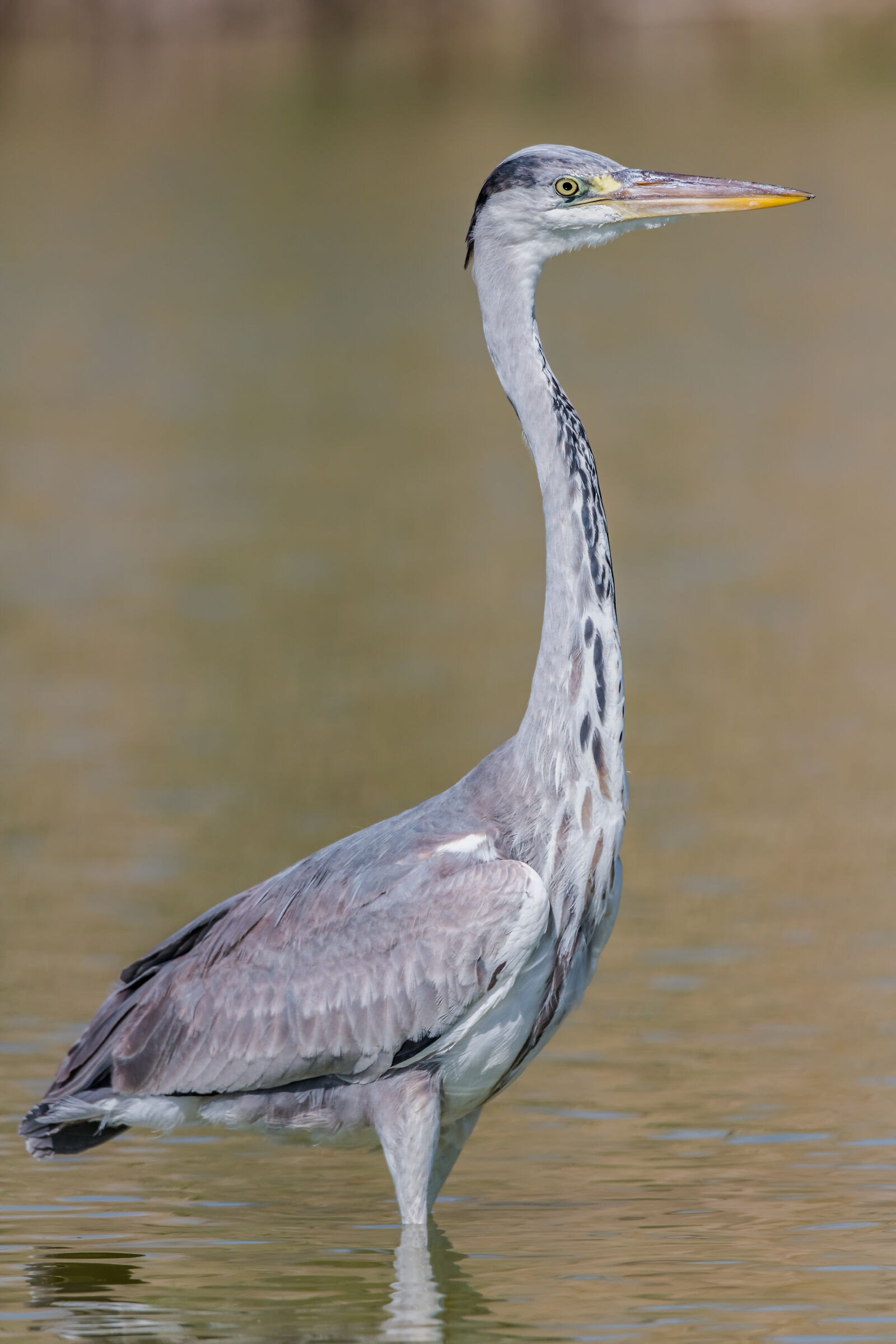 45Mpixel of Grey....