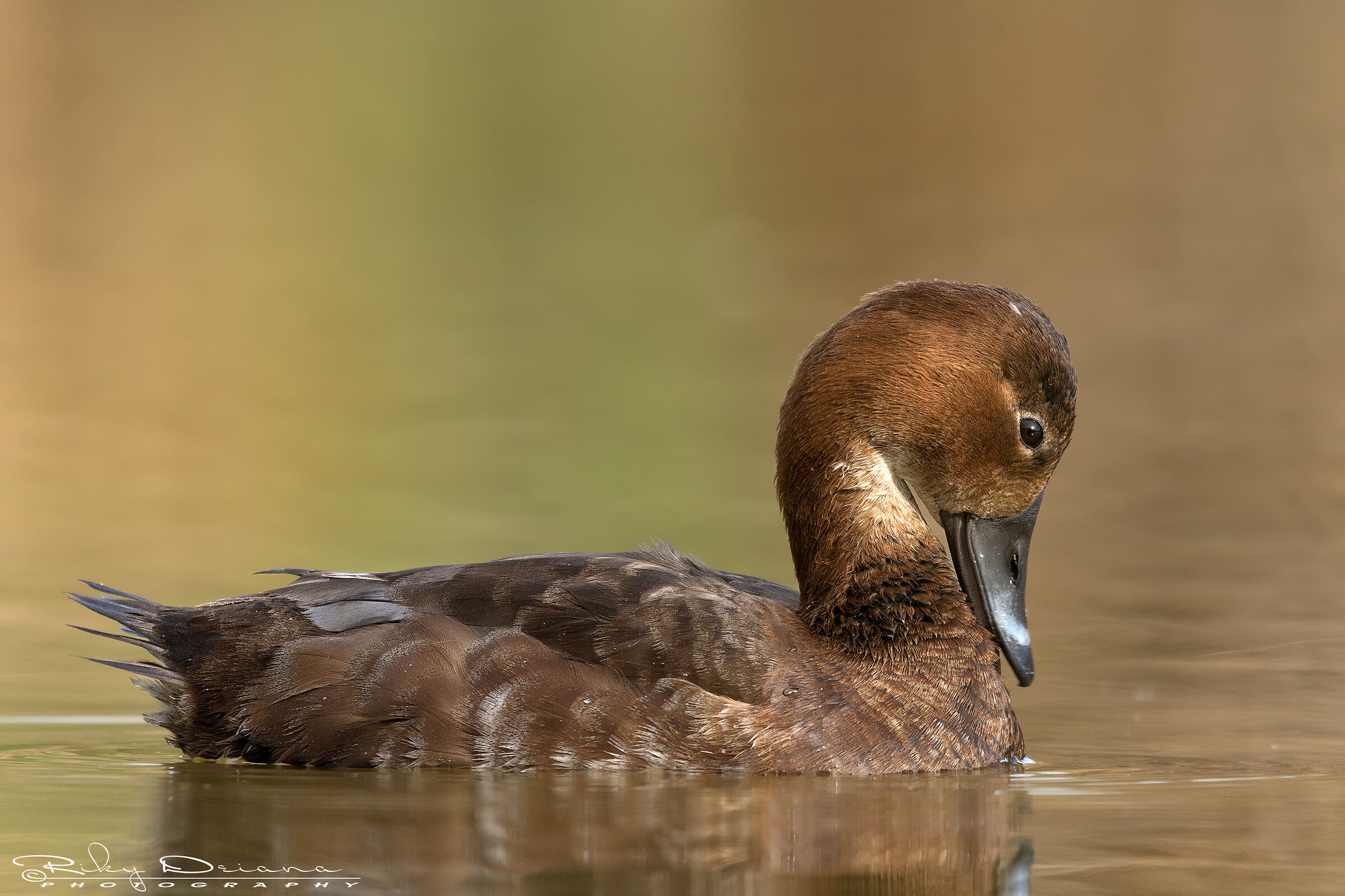 Scusa.. non lo faccio più :(