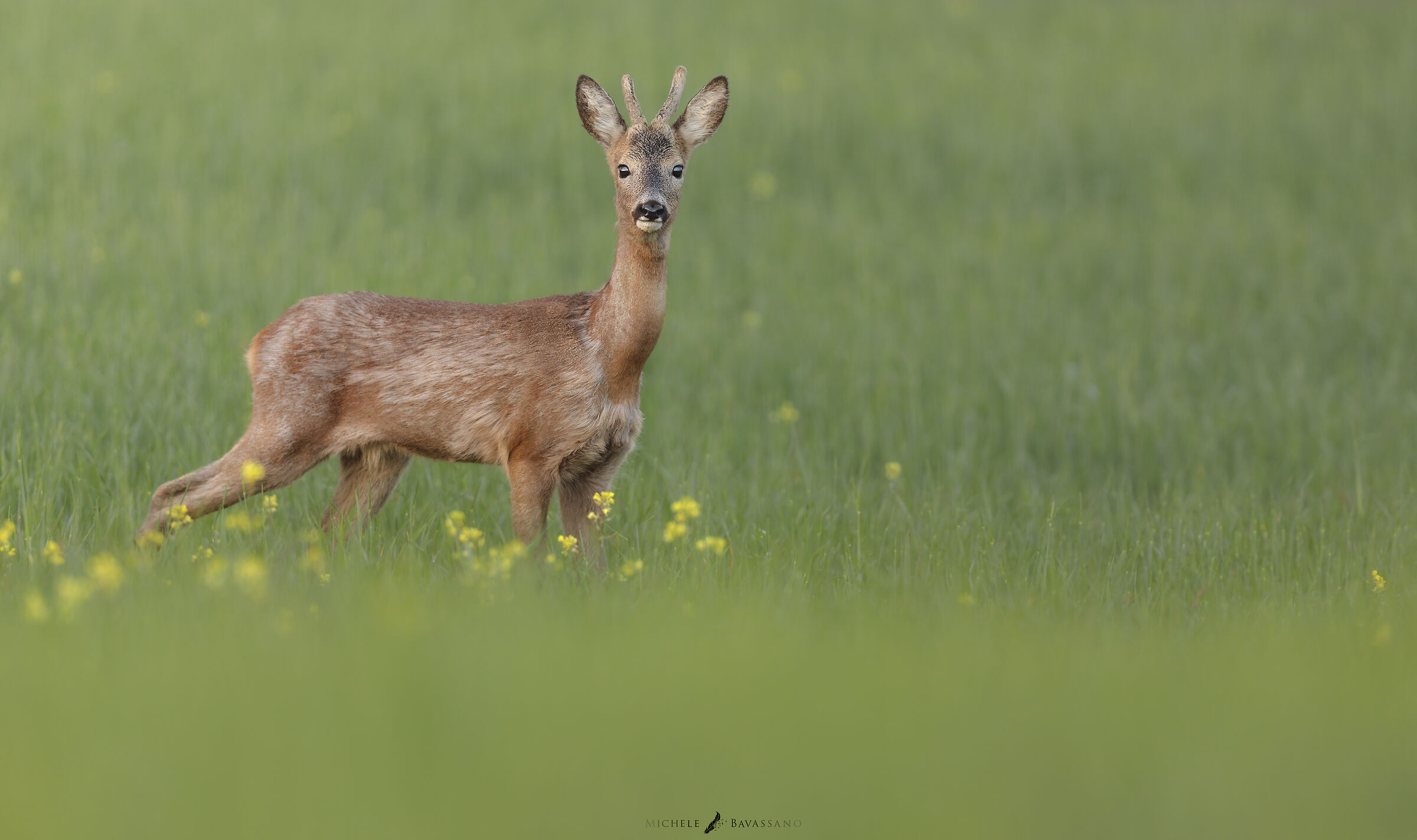 Roe Deer in 7k