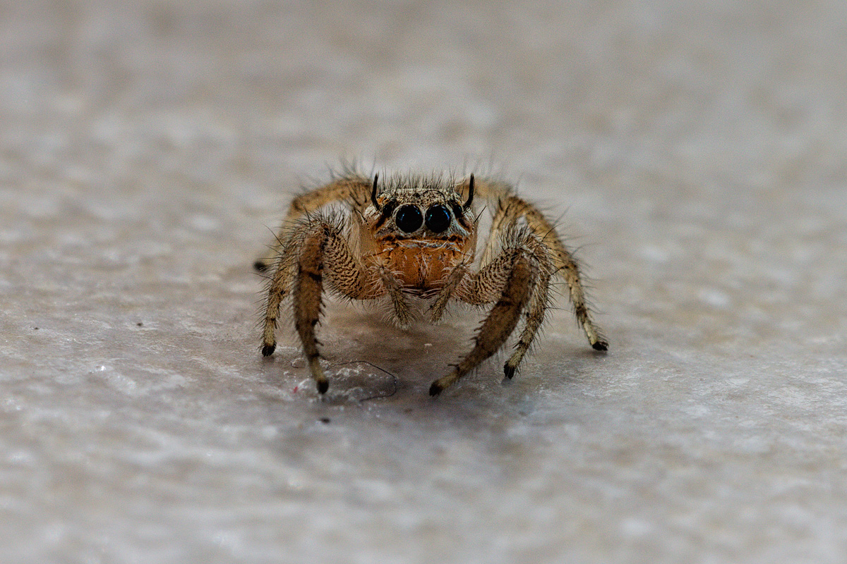 Salticidae