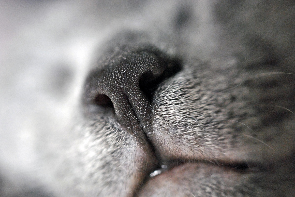 First shots: Macronasopeloso