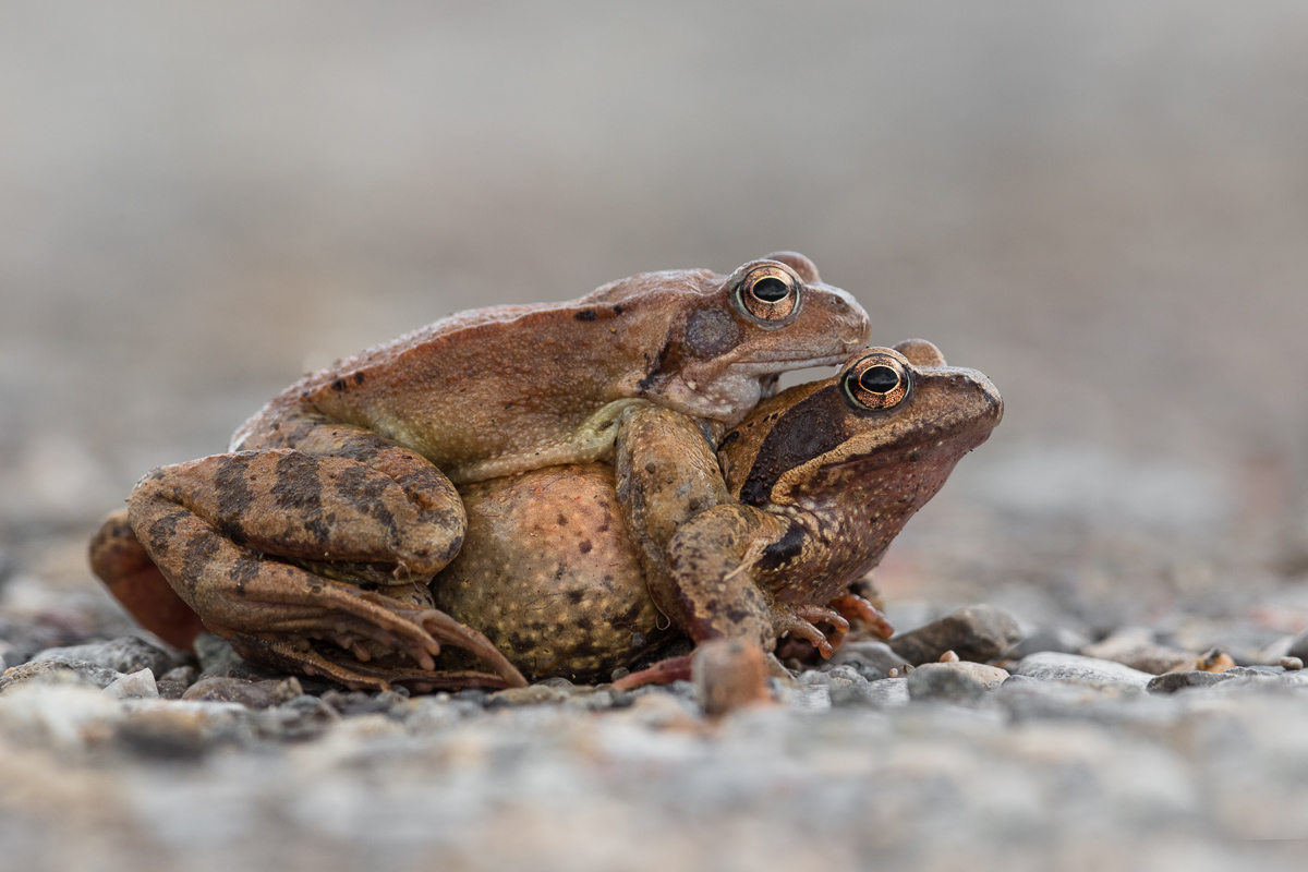 Temporary Frogs on their way to the water pool...