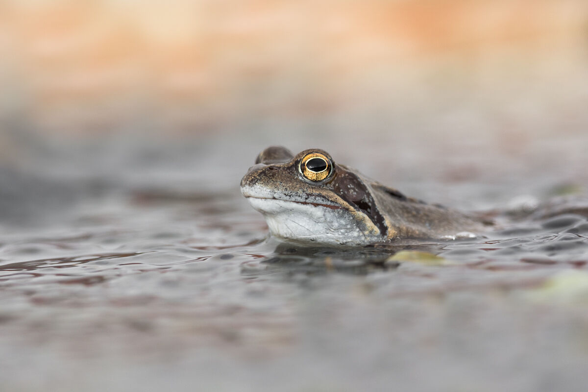 Rana Temporaria in a pool of pasture...