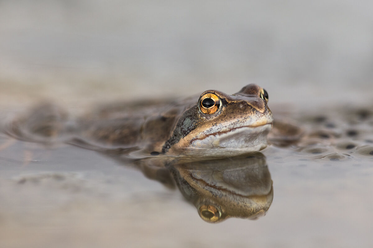 Rana Temporaria in a pool of pasture...