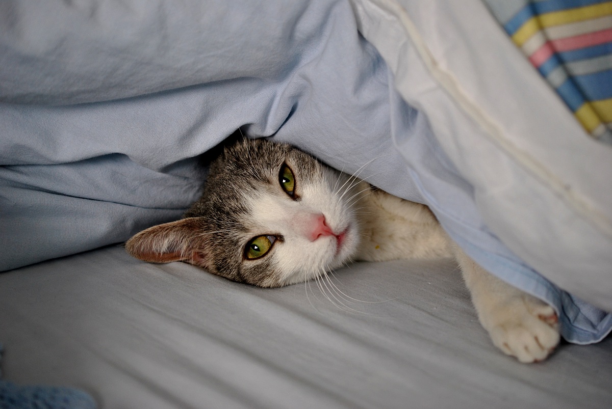 First shots: the duvet