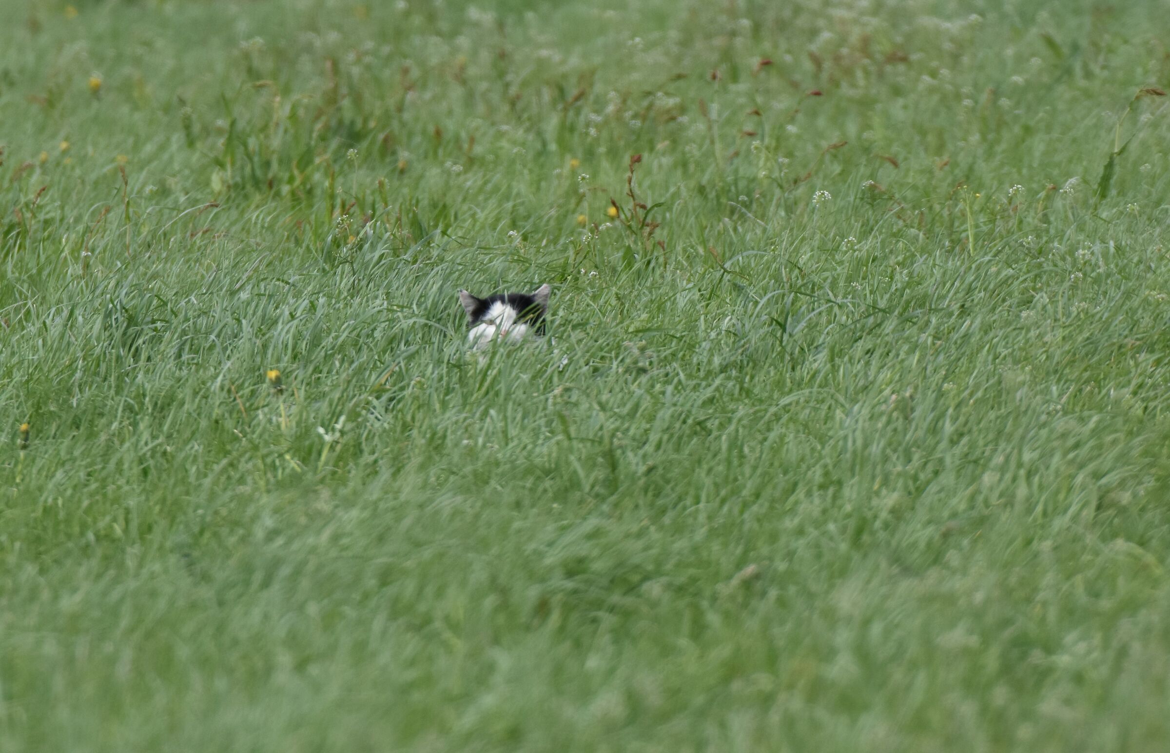gatto quasi camouflage