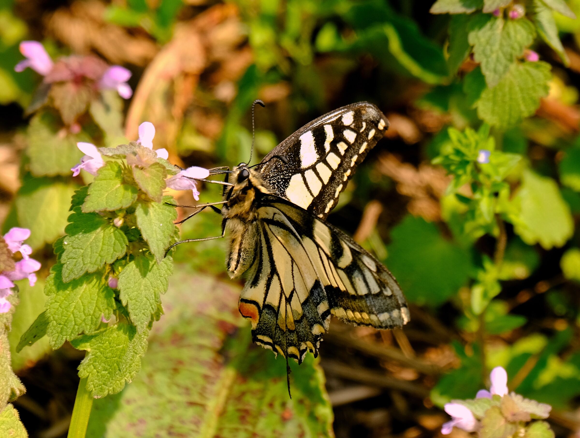 On the field flowers