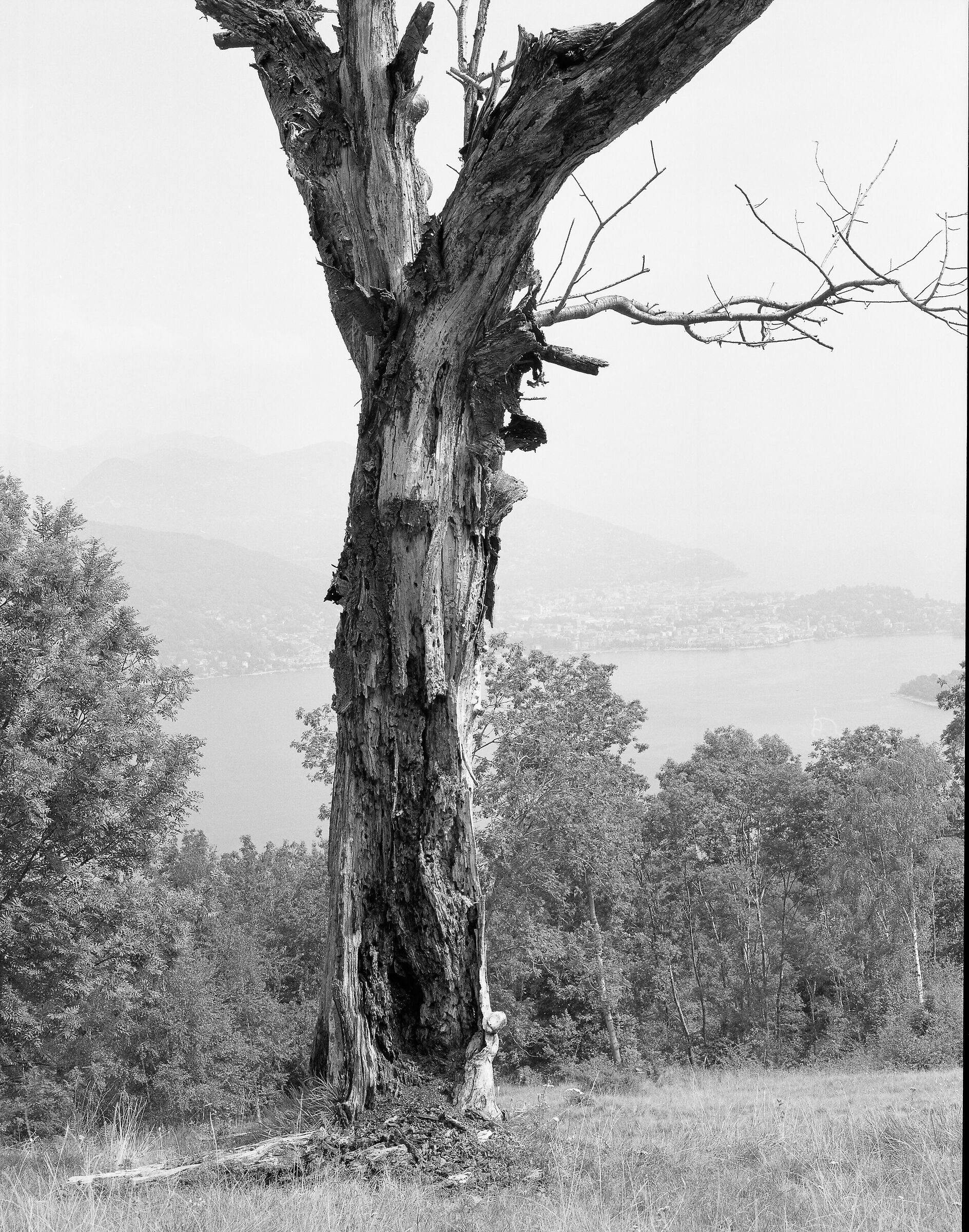 immagine intera da cui ho preso il crop