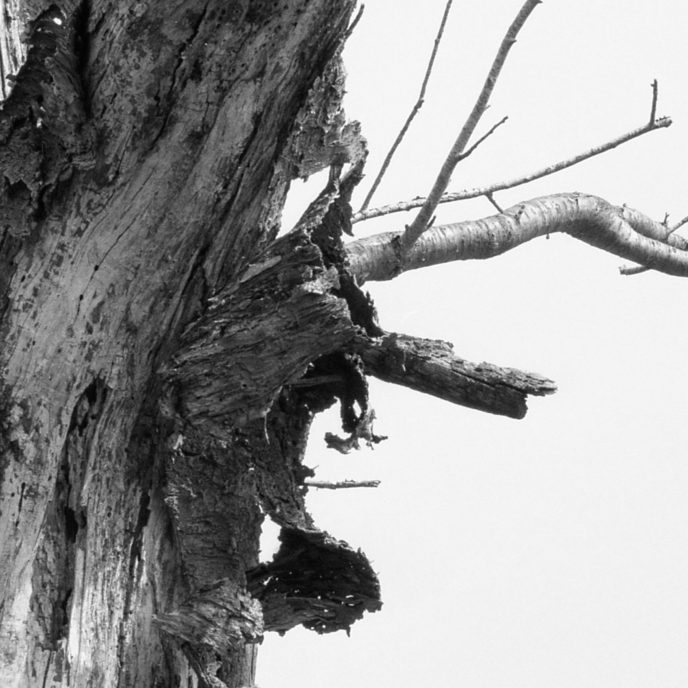 crop 100% scandita a 2400 dpi (un po peggio)