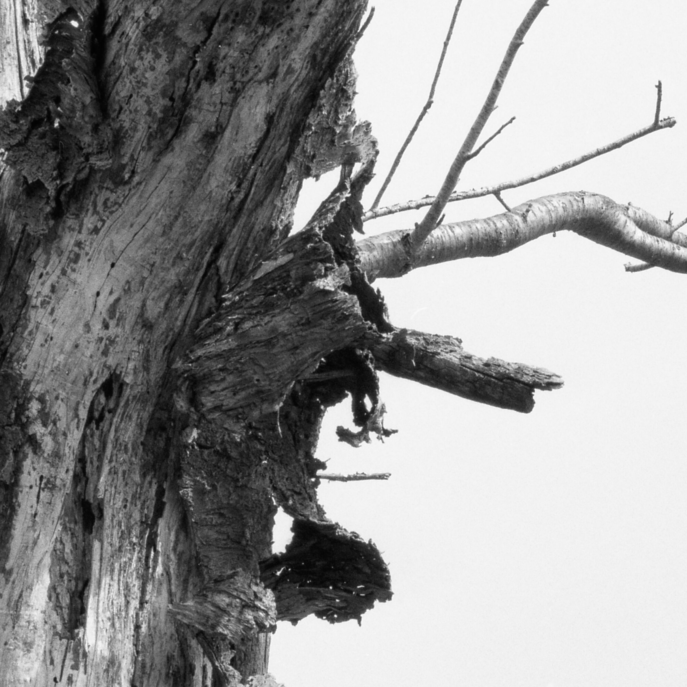 crop 100% scandito a 6400 dpi e portato a a 2400 dpi