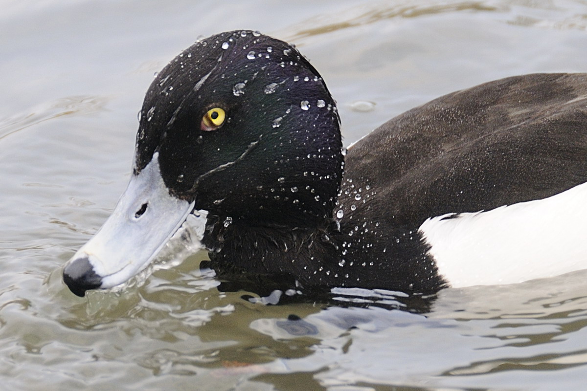 (parco cicogne di Racconigi)