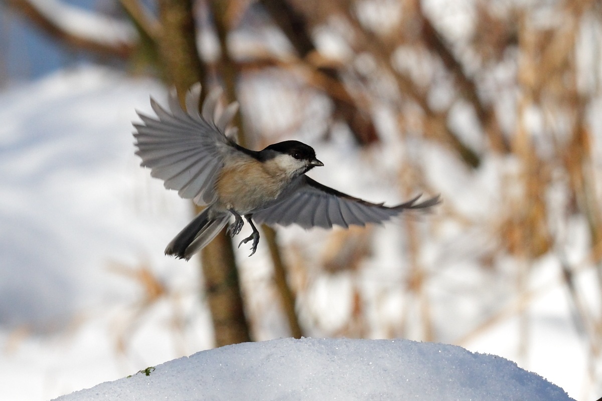 cincia bigia in volo