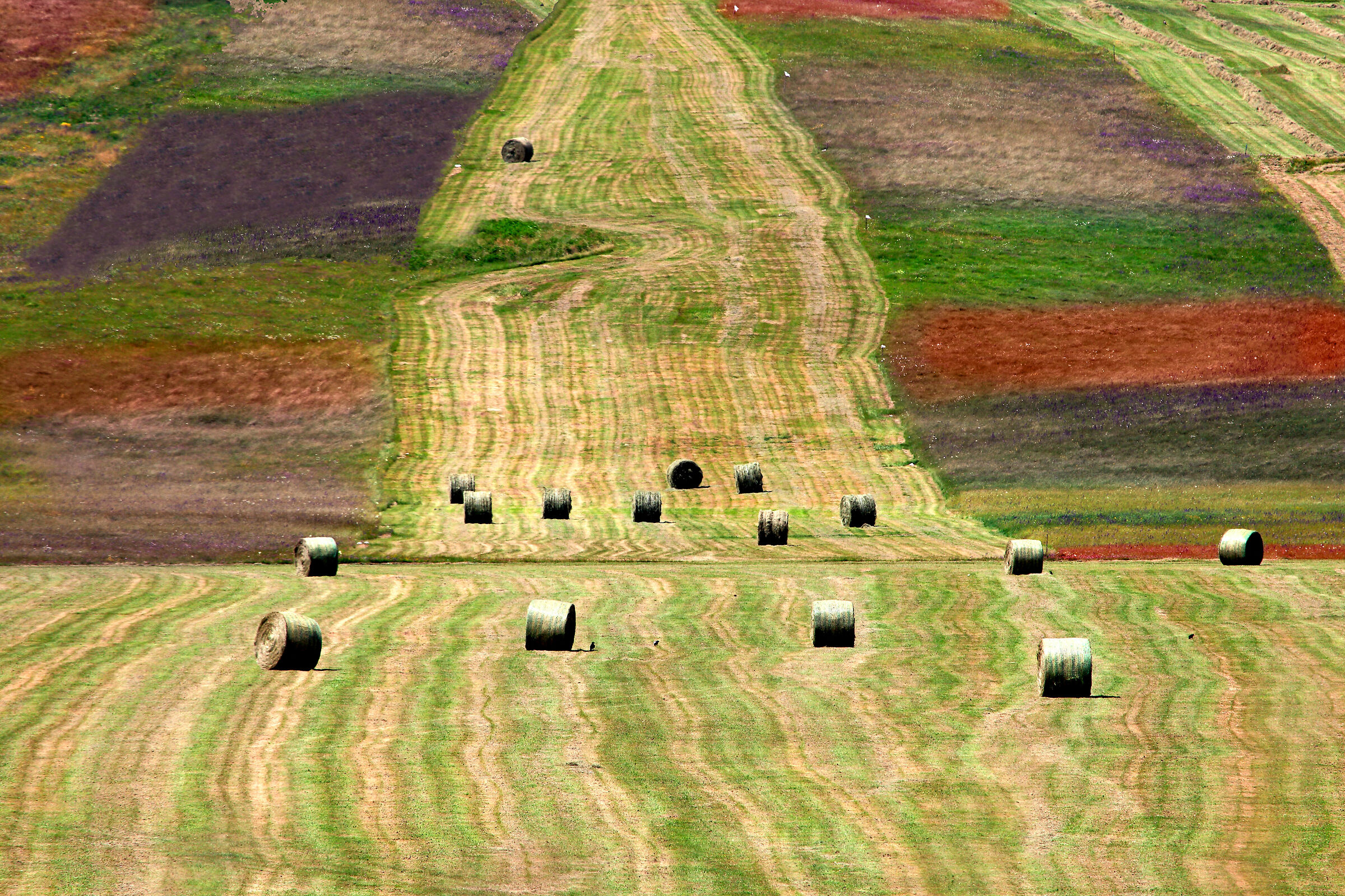 Castelluccio si colora